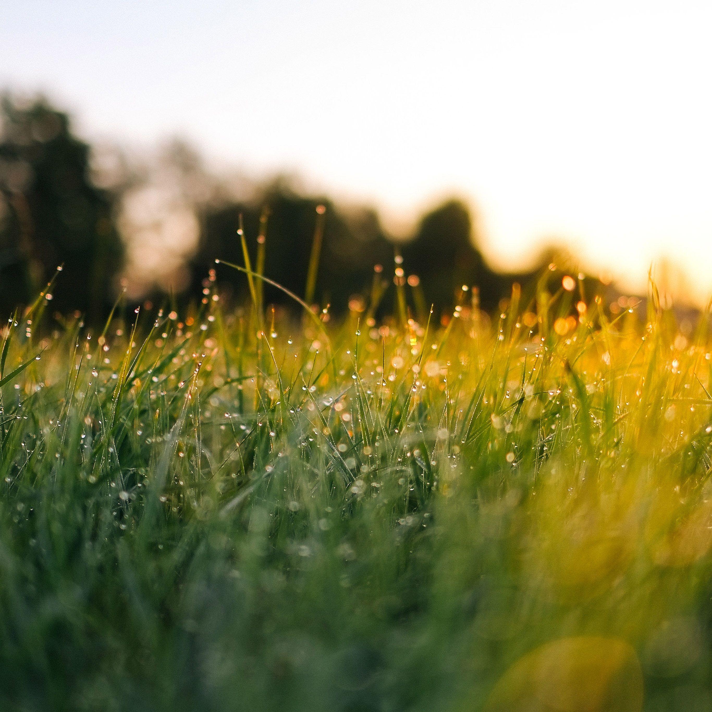 Light Green Nature Background