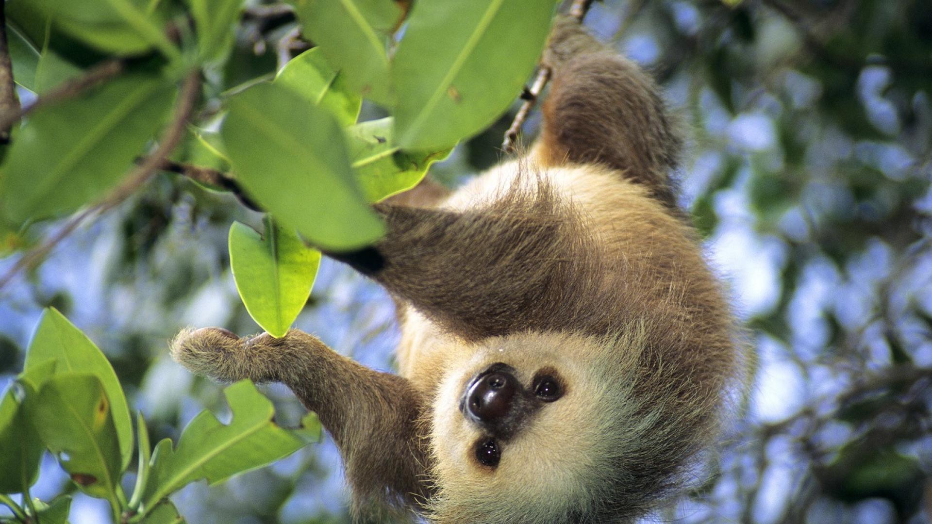 1920x1080 Animals leaves sloth panama wallpaper