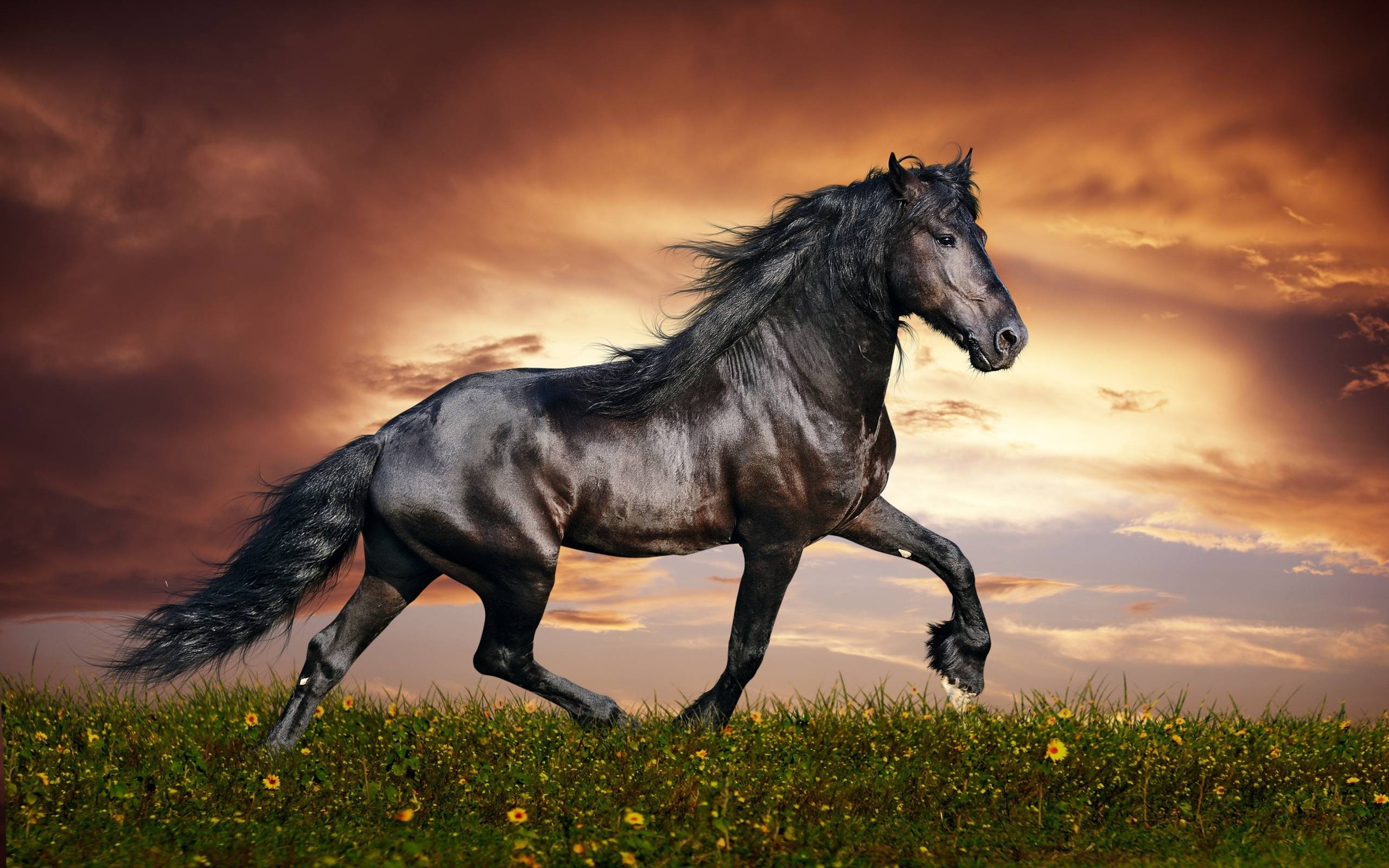 Cool Horse Desktop Wallpapers - Top