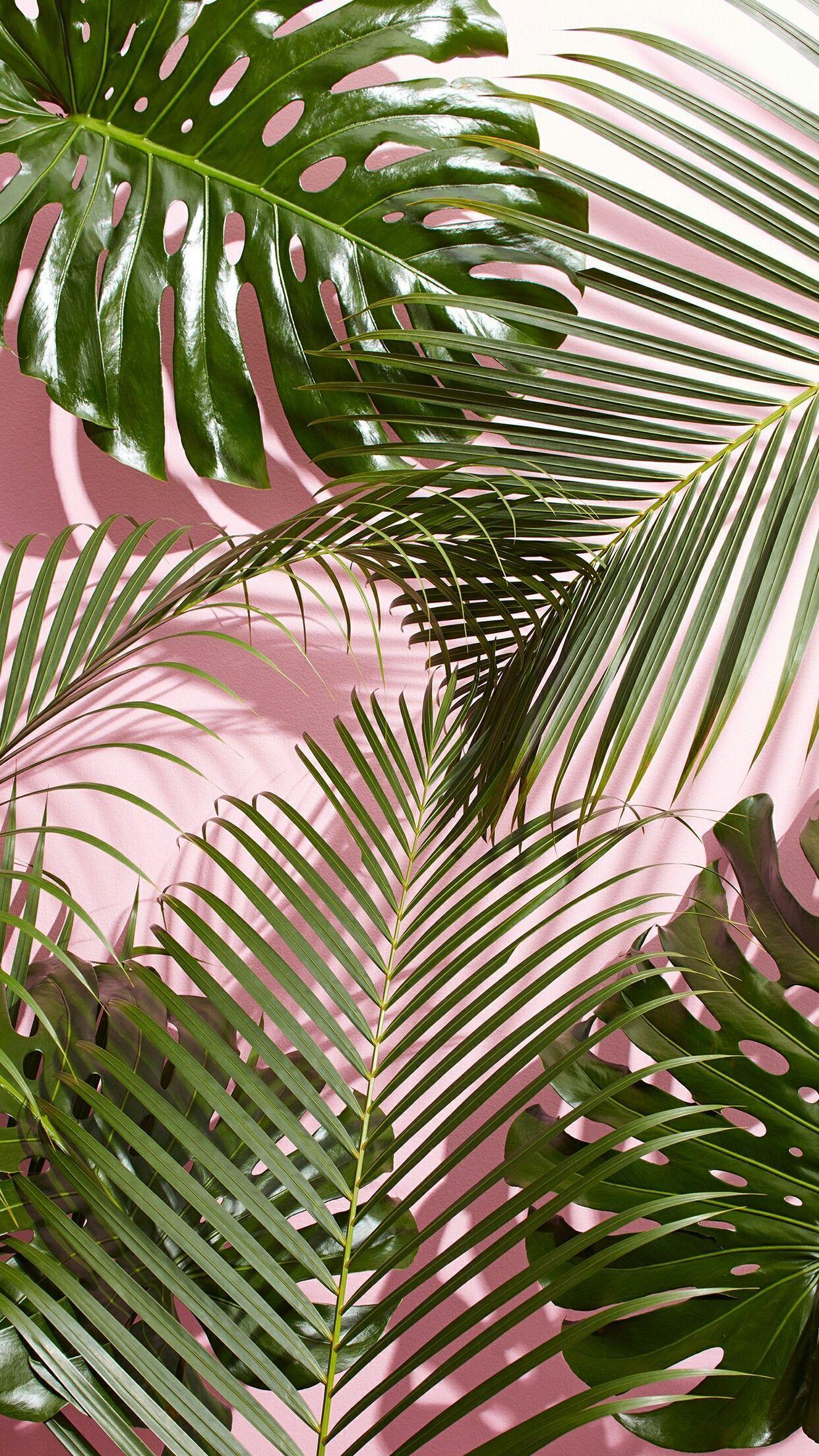 Beautiful Wallpaper Pink Palm Leaves  Floral  Wallpapers