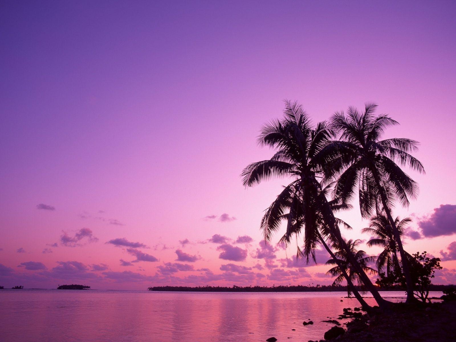 Pink Palm Tree Wallpapers - Top Free Pink Palm Tree Backgrounds