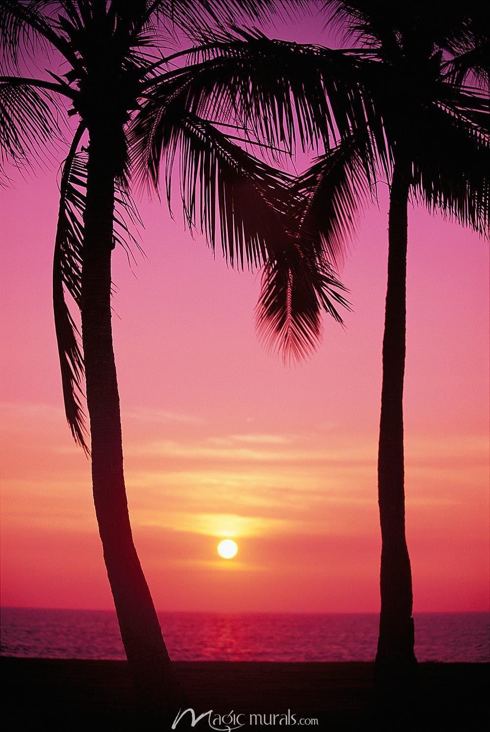 Pink Palm Tree Wallpapers Top Free Pink Palm Tree Backgrounds