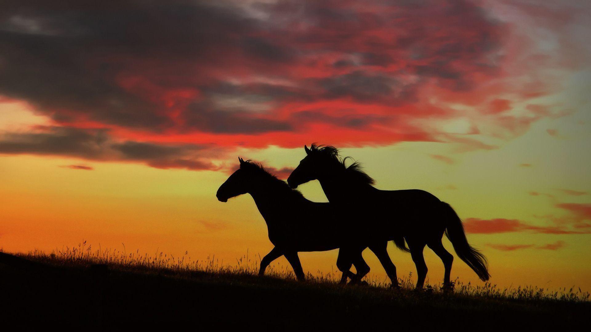 1920x1080 Free Horse Sunset Wallpaper Mobile