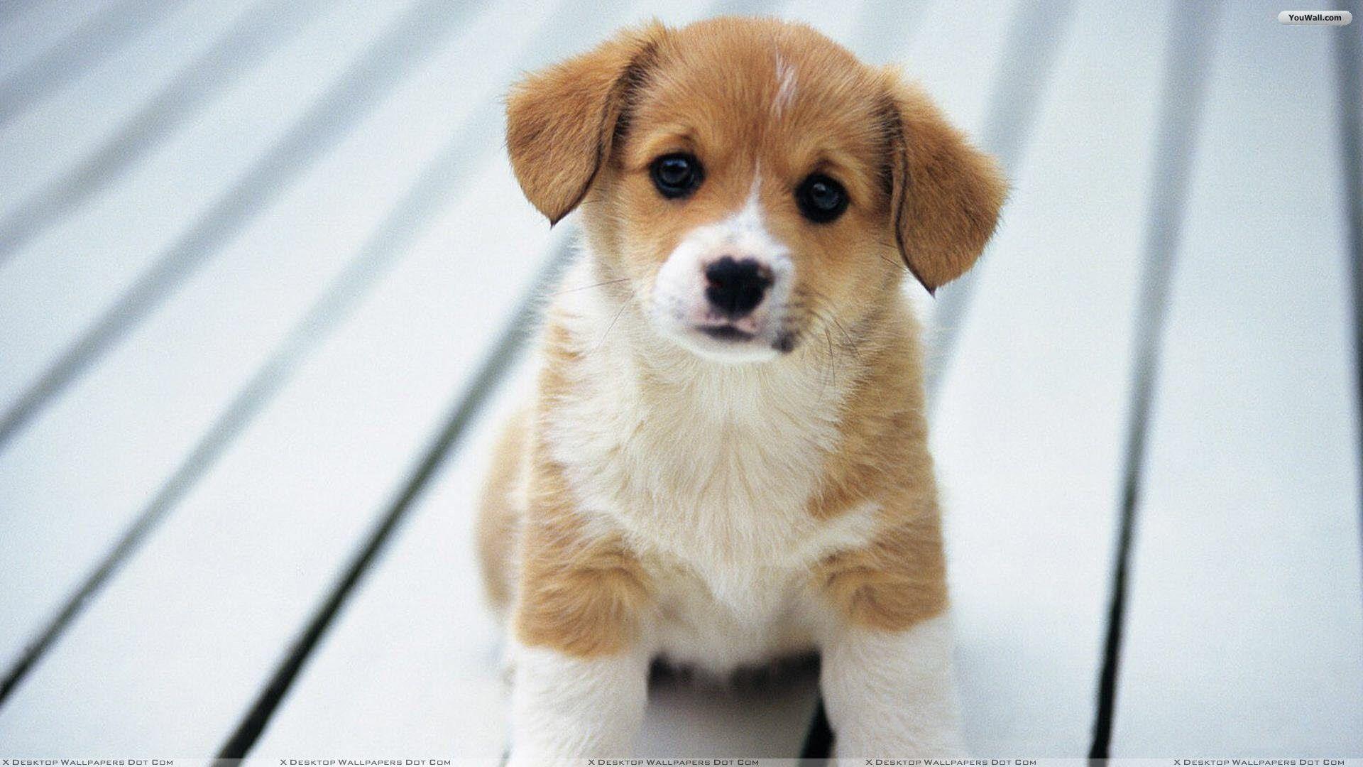 Cute Puppy Summer Pc Wallpaper 4k - Wallpaperforu