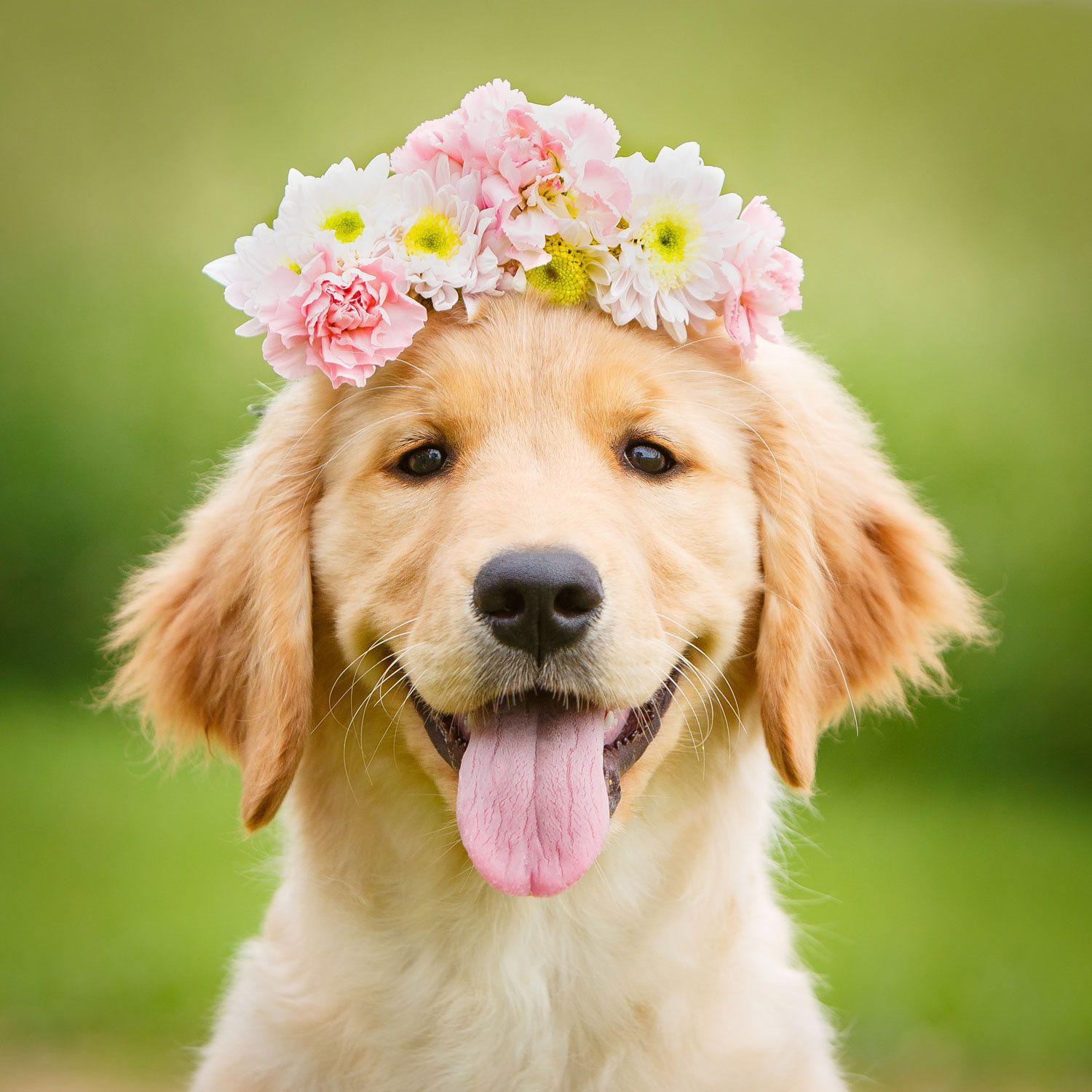 Golden Retriever Summer Wallpapers - Top Free Golden Retriever Summer Backgrounds - WallpaperAccess