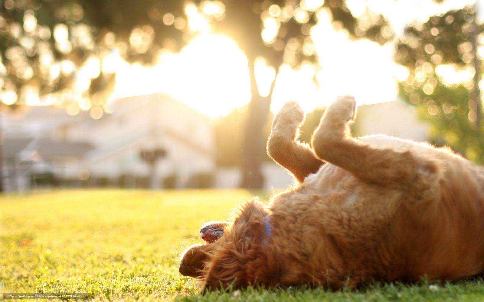 1600x1000 Summer Puppy Free Wallpaper