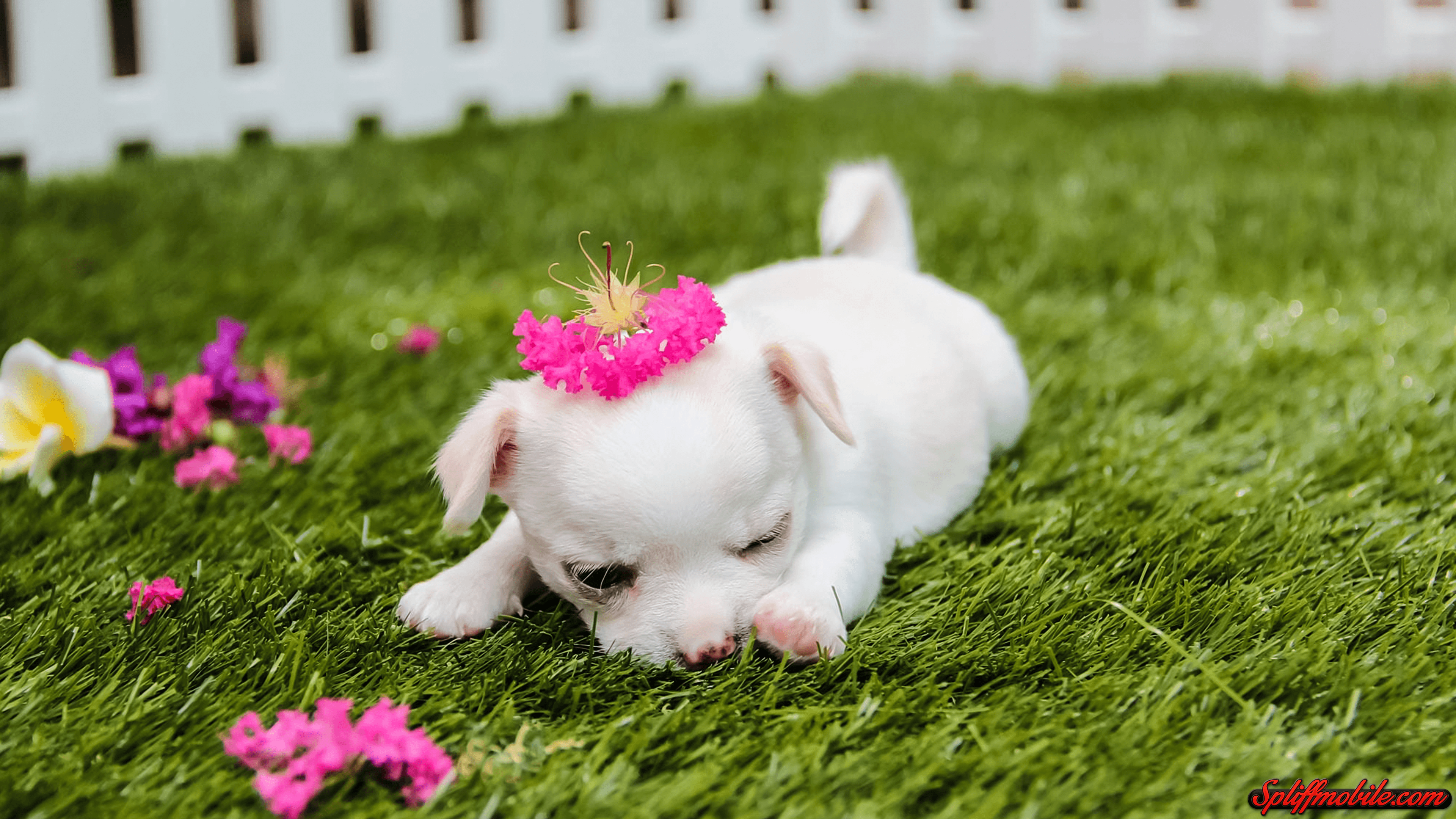 3840x2160 Pink Puppy Wallpaper