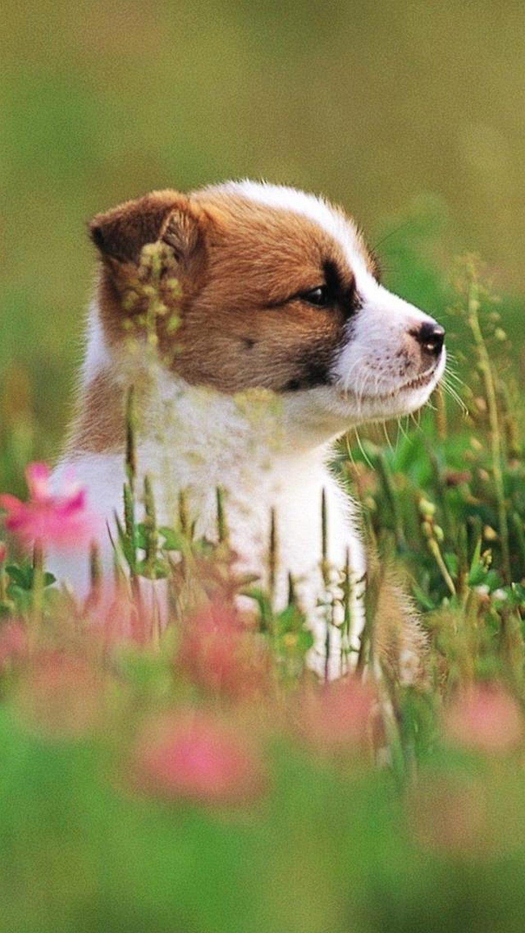 1080x1920 Cute Dog Wallpaper For iPhone Wallpaper For Phone Wallpaper & Background Download