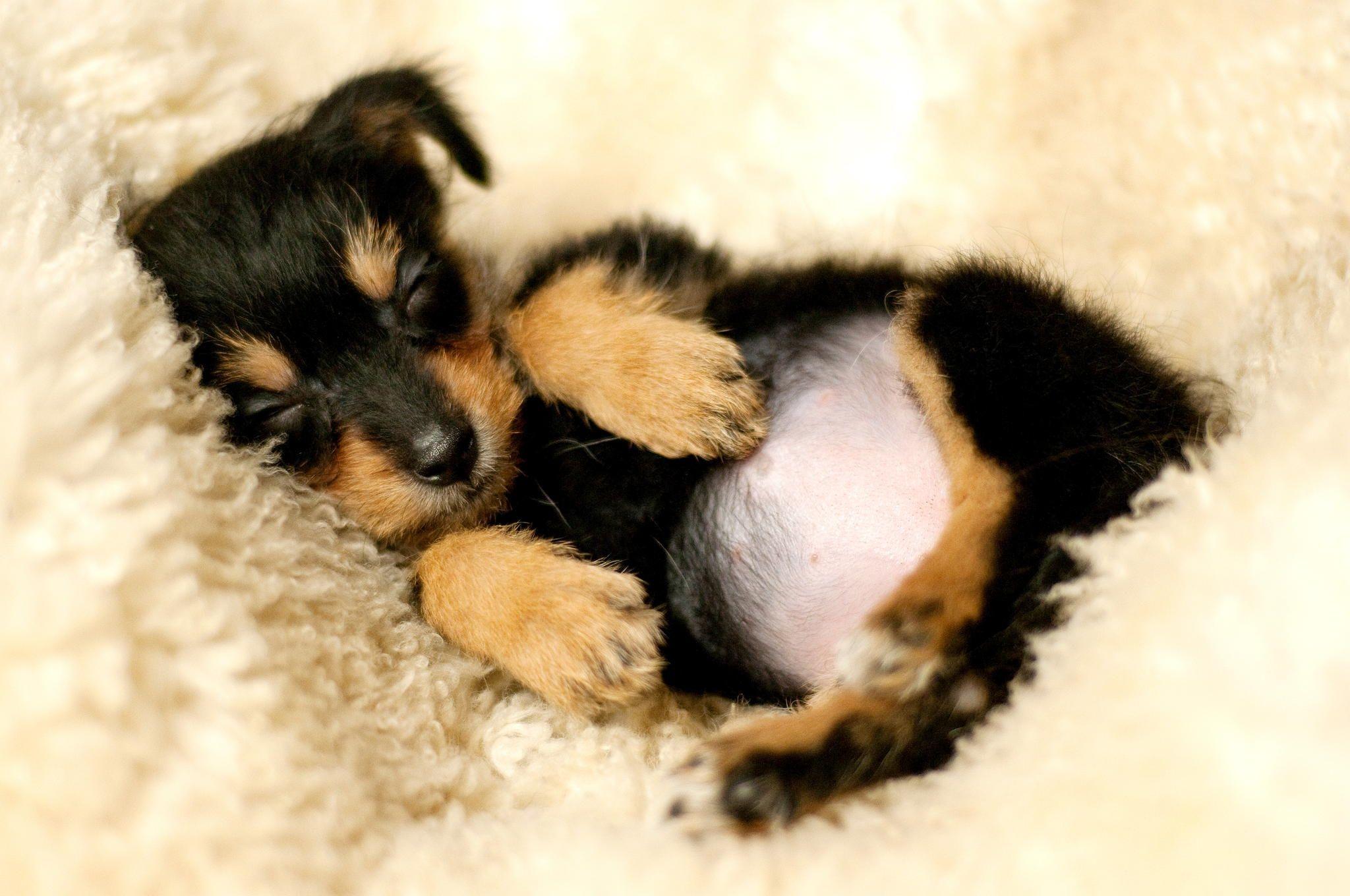 2048x1360 Cute Puppy Background Download Free