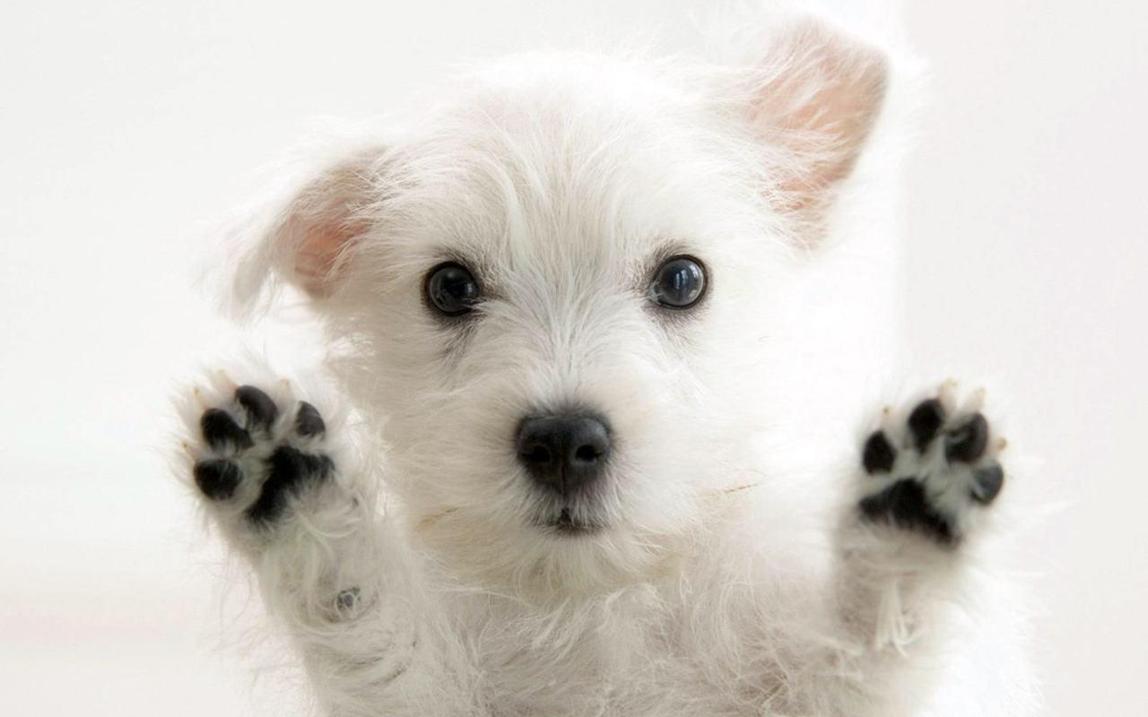 1280x800 Summer Puppy Wallpaper Desktop