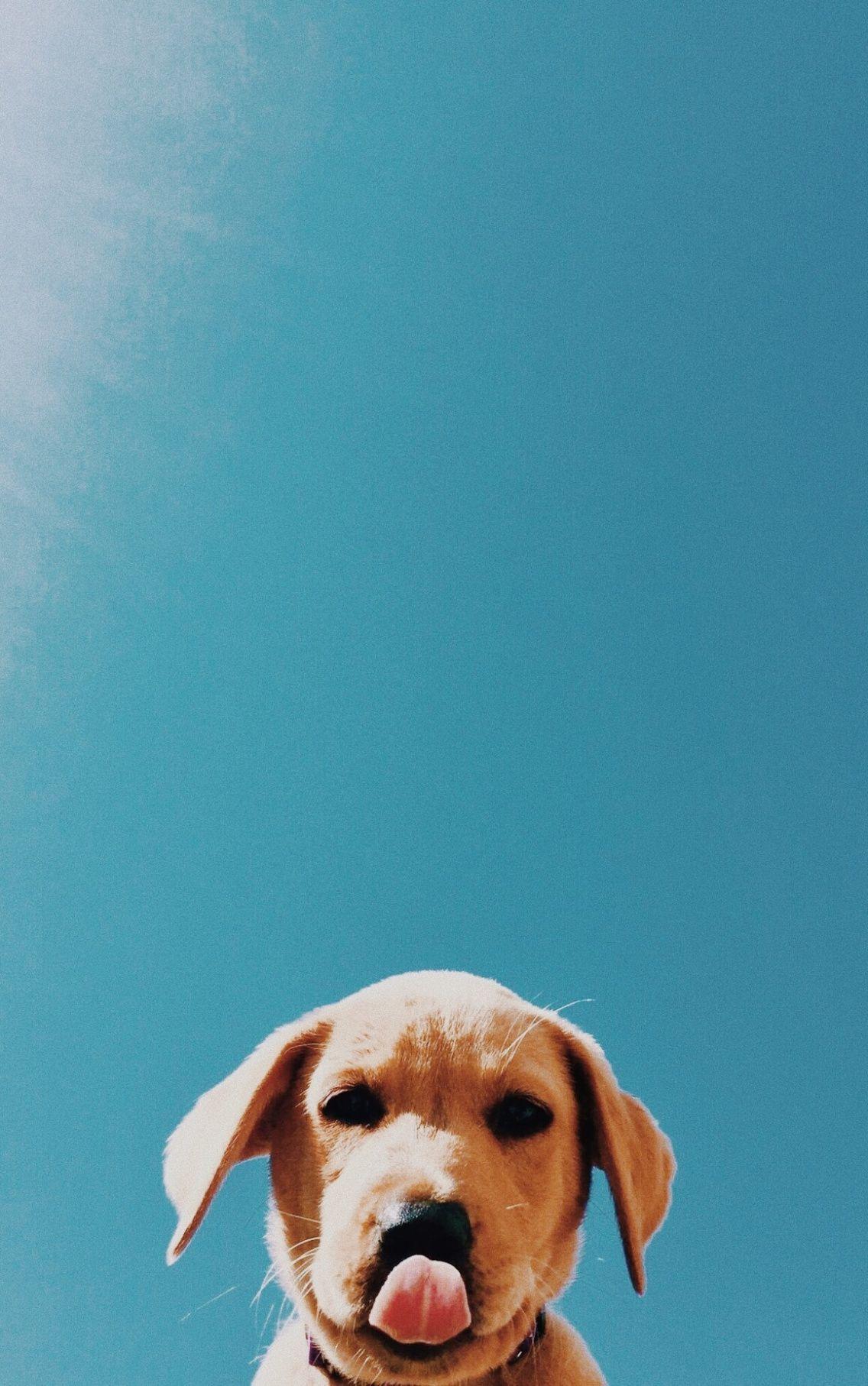 1136x1814 Lily