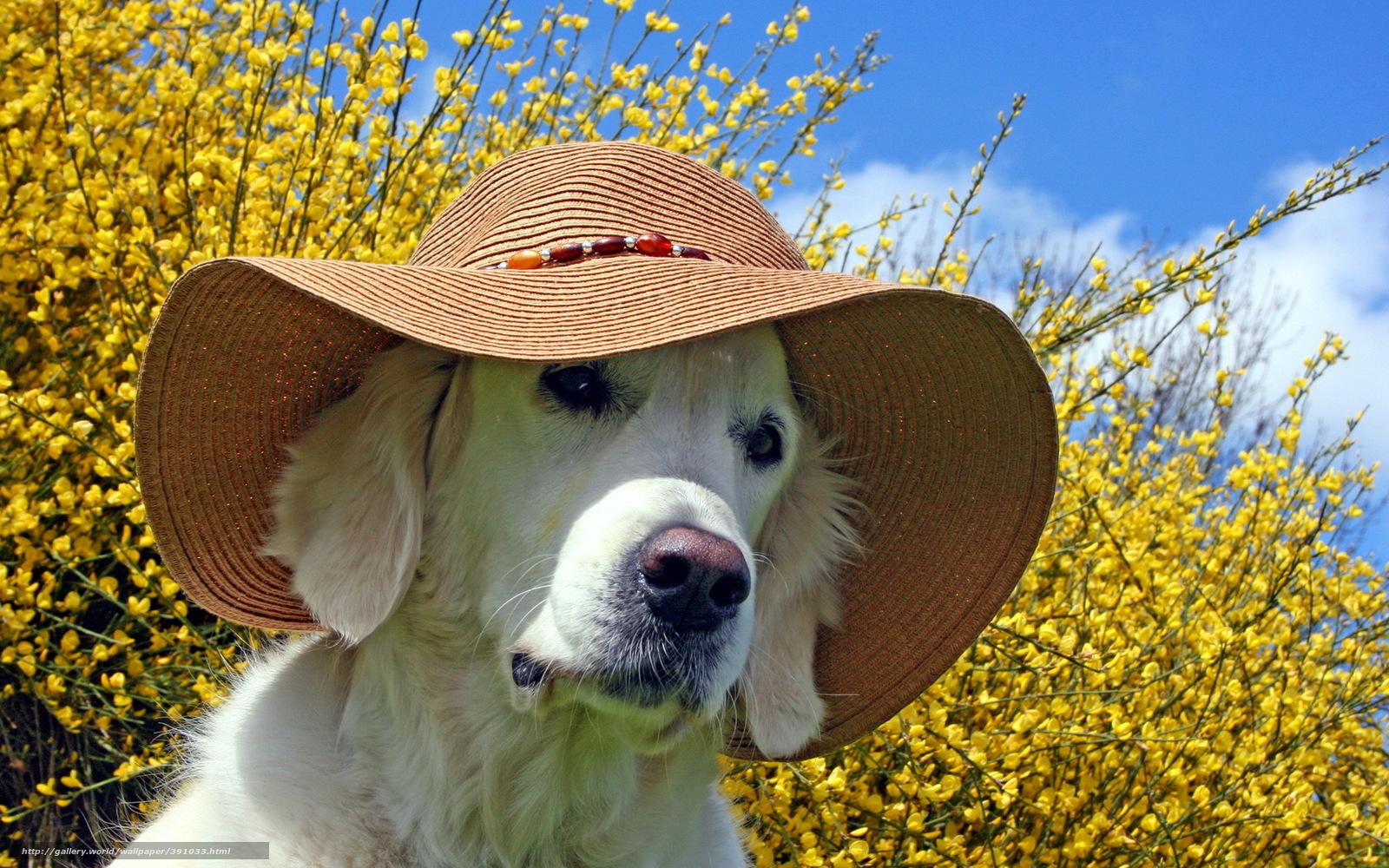 1600x1000 Summer Puppy Wallpaper Desktop
