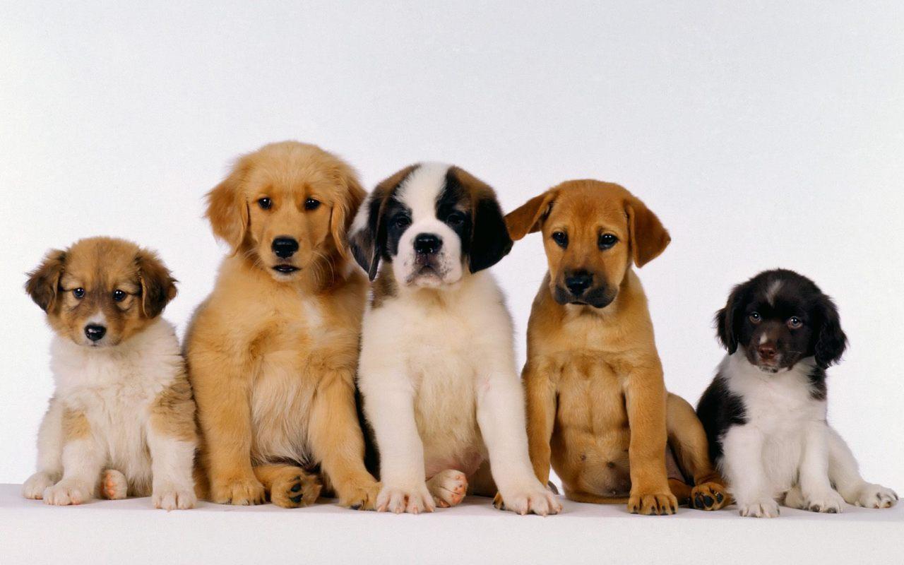 1280x800 Cute Puppy Wallpaper HD Background HD
