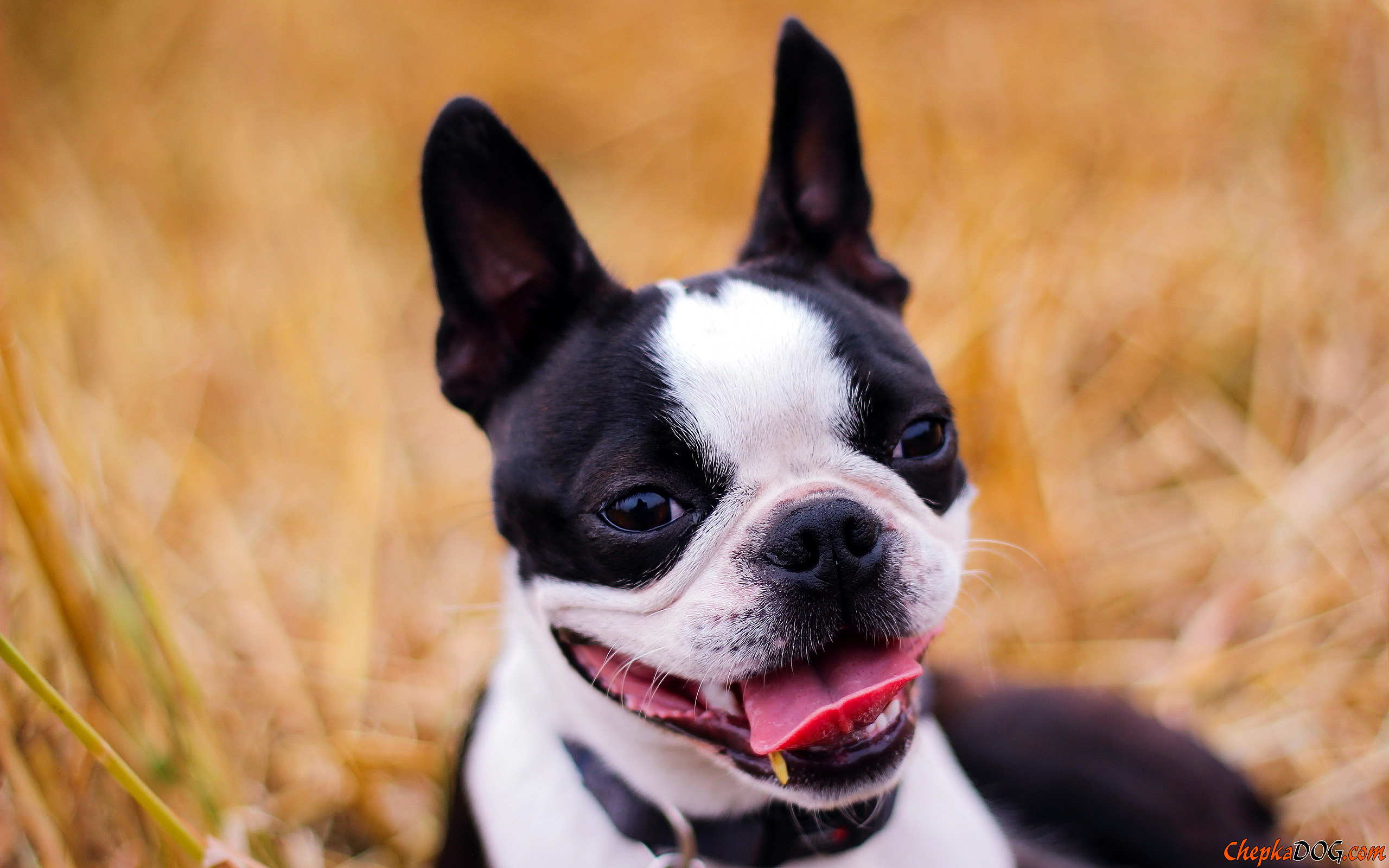 2560x1600 Boston Terrier Dogs FREE Picture