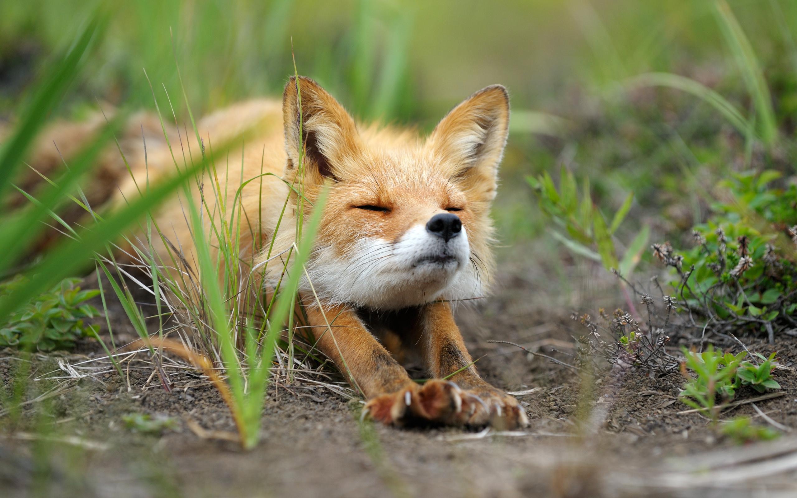2560x1600 Cute Baby Foxes Wallpaper
