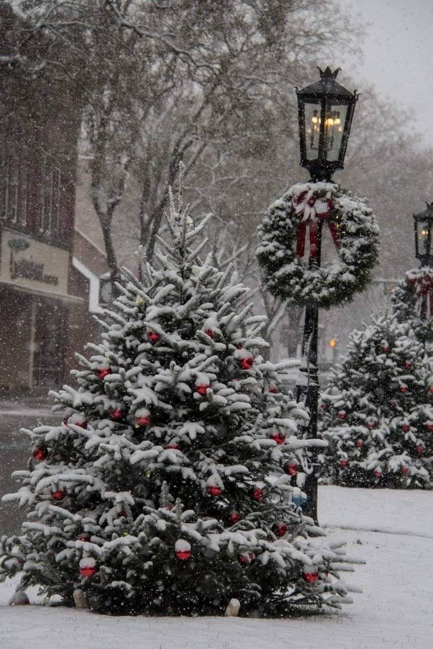 854x1280 Snowy Christmas Tree wallpaper