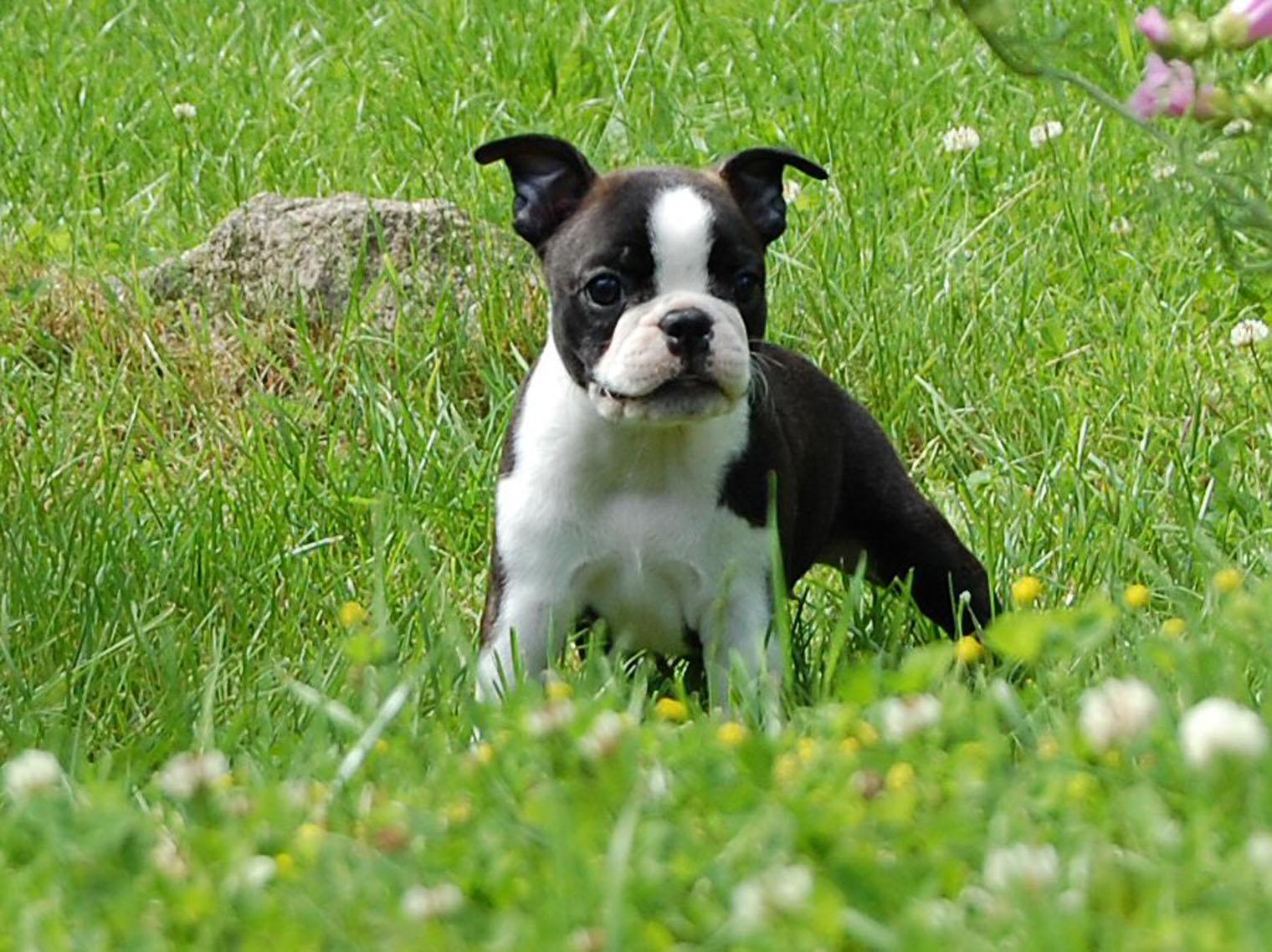 1520x1138 Boston Terrier Wallpaper