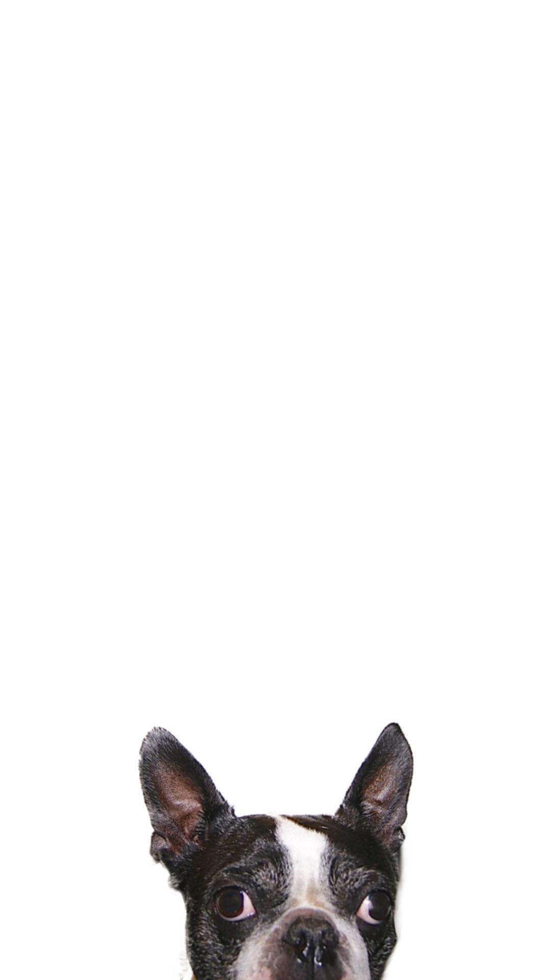 1080x1920 iPhone iPhone 6 Plus Wallpaper Boston Terrier Wallpaper Terrier Wallpaper & Background Download