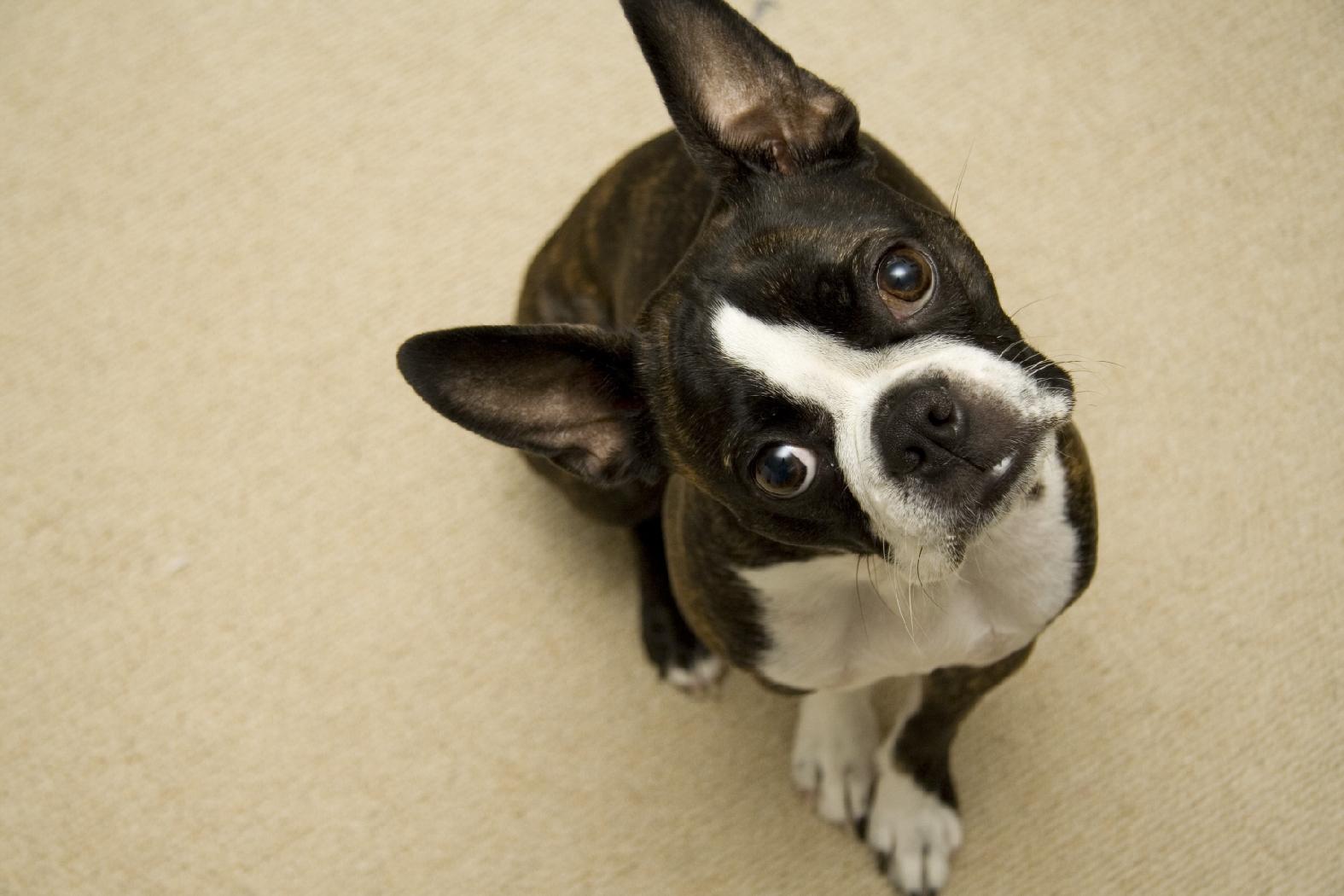 1575x1050 Boston Terrier Wallpaper HD