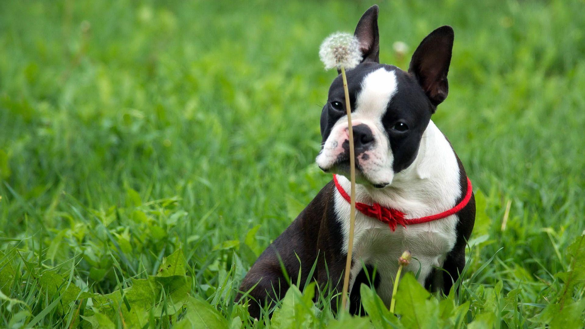 1920x1080 Boston Terrier Dogs FREE Picture