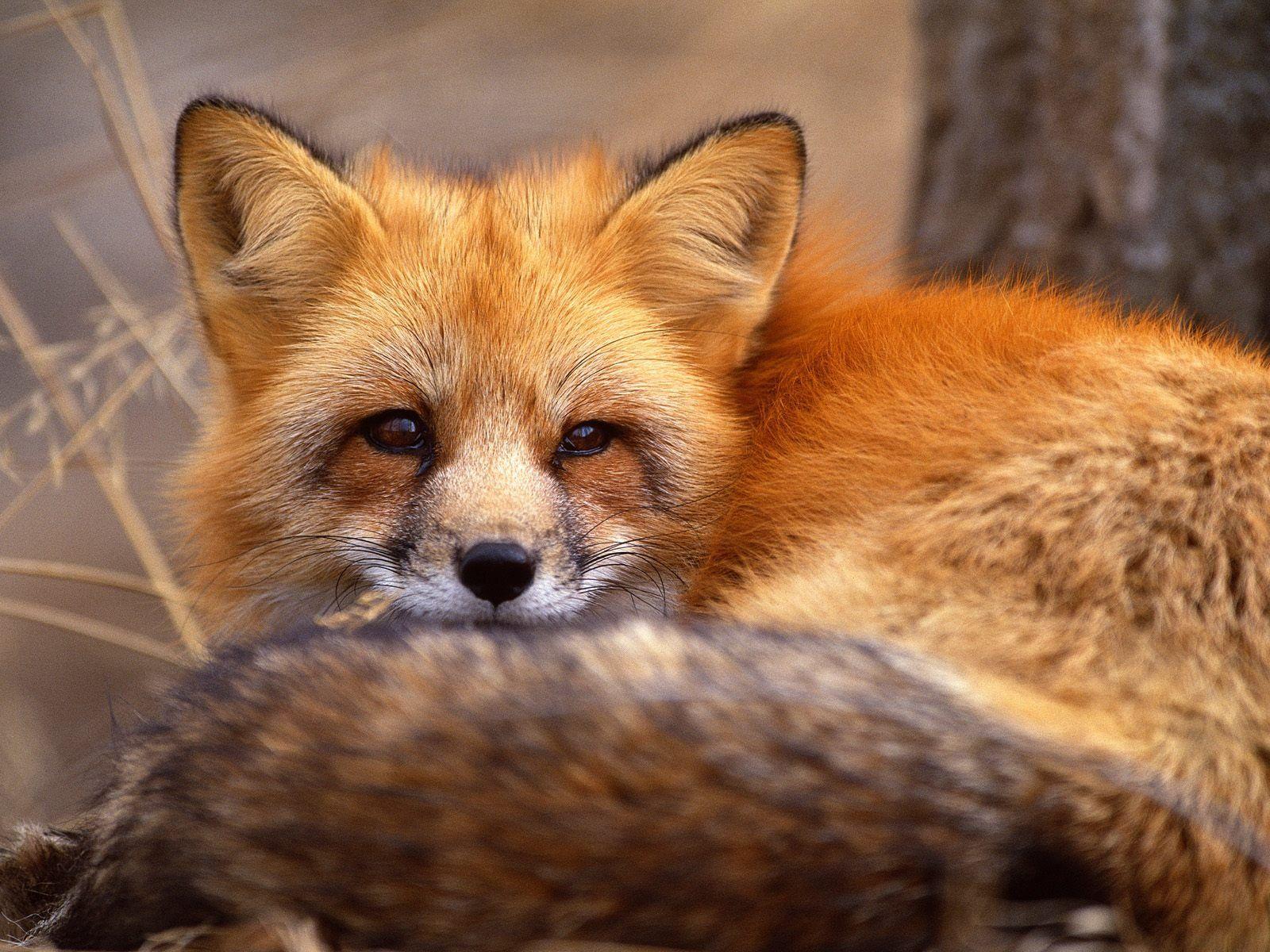 1600x1200 Cute Baby Fox Wallpaper