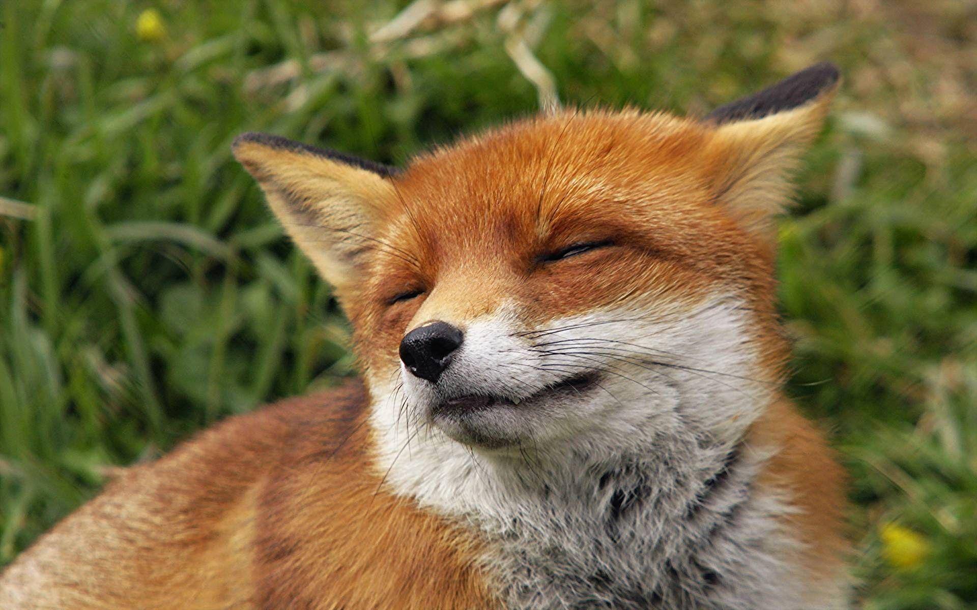 1920x1200 Red Fox Wallpaper Awesome Cute Fox Wallpaper Ideas of The Hudson