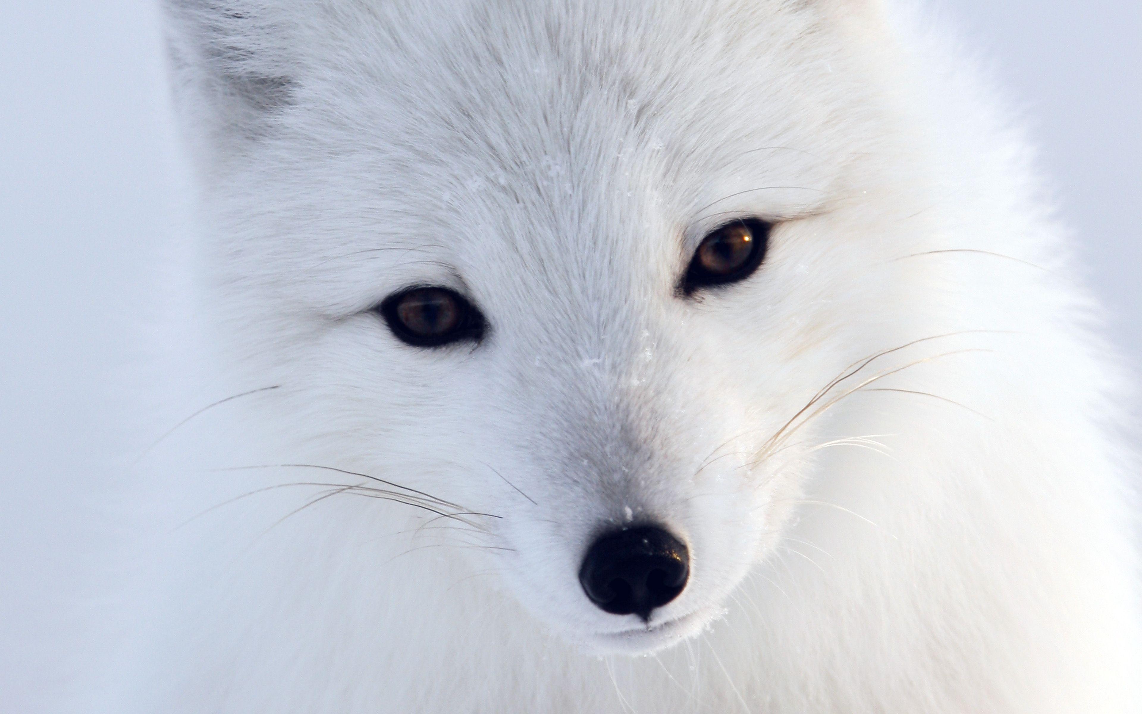 Белый лис пенза. Песец (Arctic Fox). Песец гетерохромия. Песец альбинос. Белый Лис Истра.