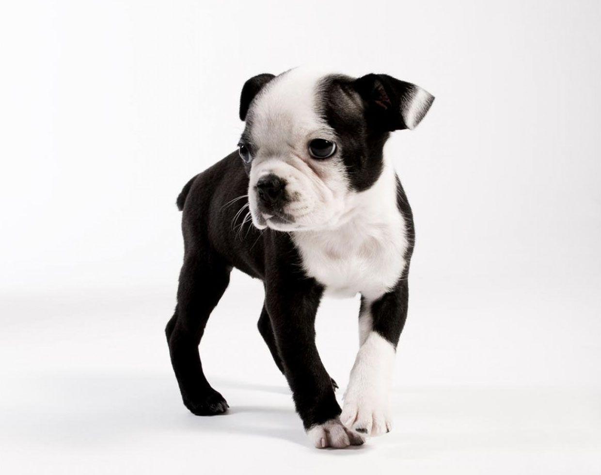 1240x980 High Resolution Wallpaper of a Boston Terrier Puppy