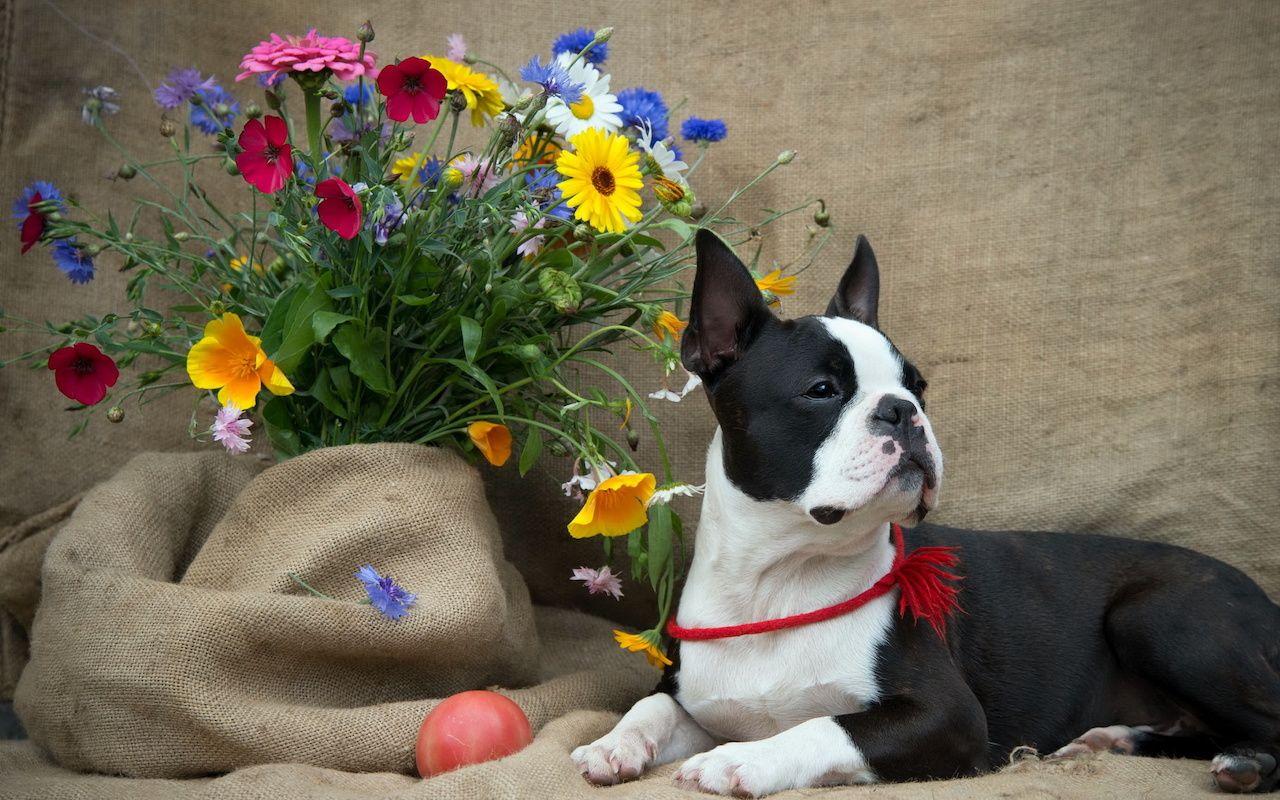 Boston Terrier Desktop Wallpapers - Top Free Boston Terrier Desktop