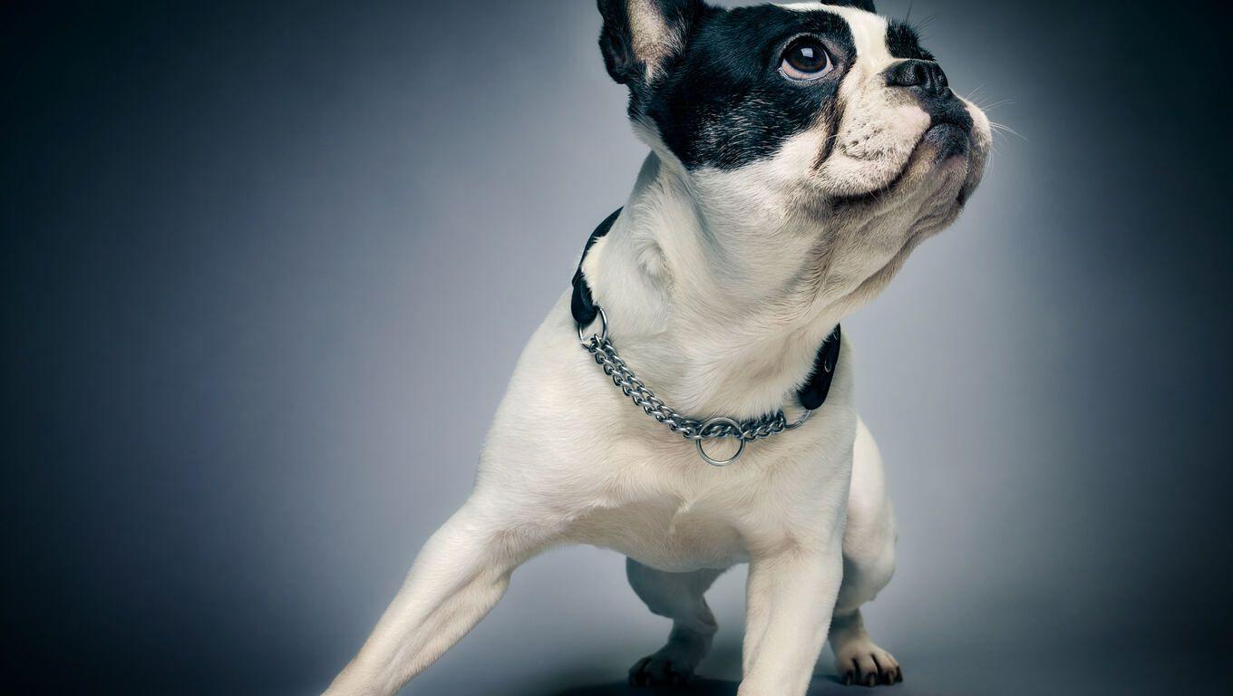 1360x768 Boston Terrier Laptop HD HD 4k Wallpaper, Image, Background, Photo and Picture