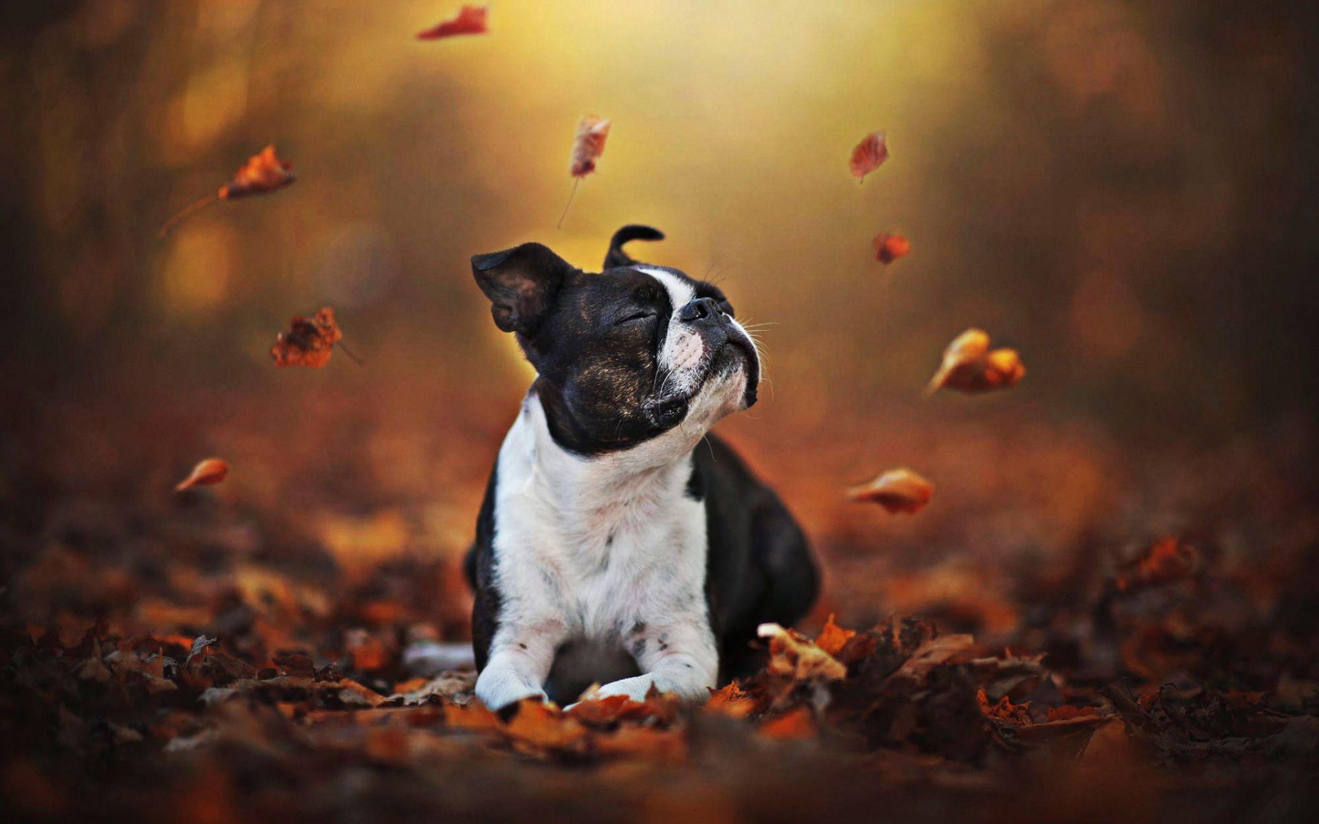 Boston Terrier Desktop Wallpapers - Top Free Boston Terrier Desktop