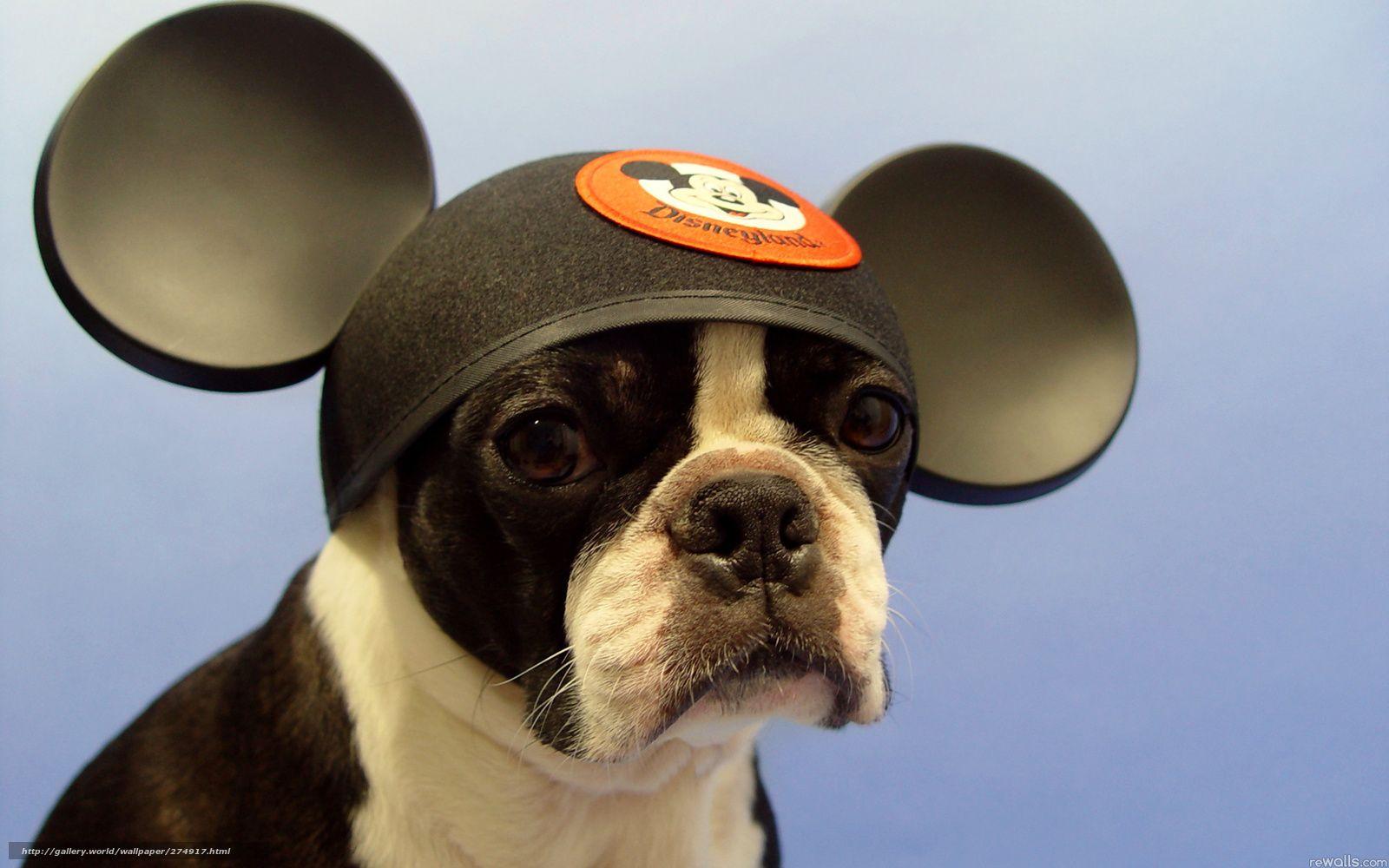 1600x1000 Download wallpaper dog, boston terrier, Danny free desktop wallpaper in the resolution 1920x1200