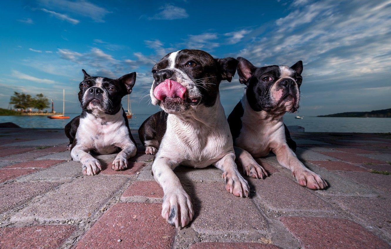 1332x850 Wallpaper trio, promenade, Trinity, three dogs, Boston Terrier image for desktop, section собаки