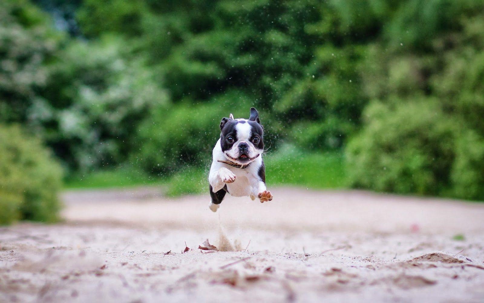 1600x1000 Boston Terrier Desktop Background. Beautiful Widescreen Desktop Wallpaper, Desktop Wallpaper and Naruto Desktop Background