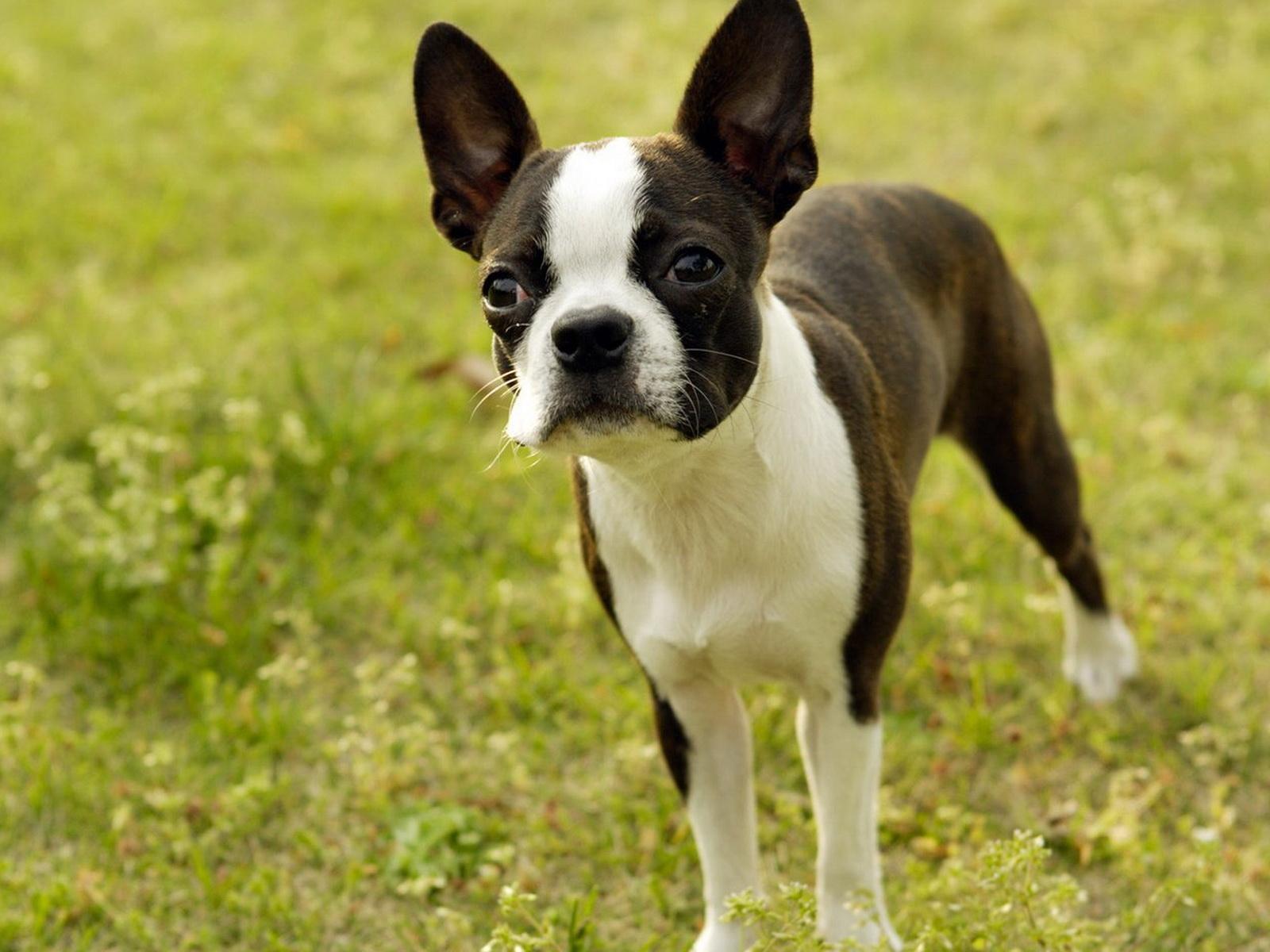 1600x1200 Boston Terrier Wallpaper HD Download