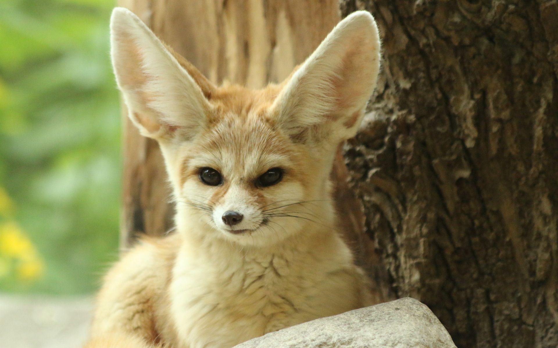 1920x1200 Excellent HD Fennec Fox Wallpaper