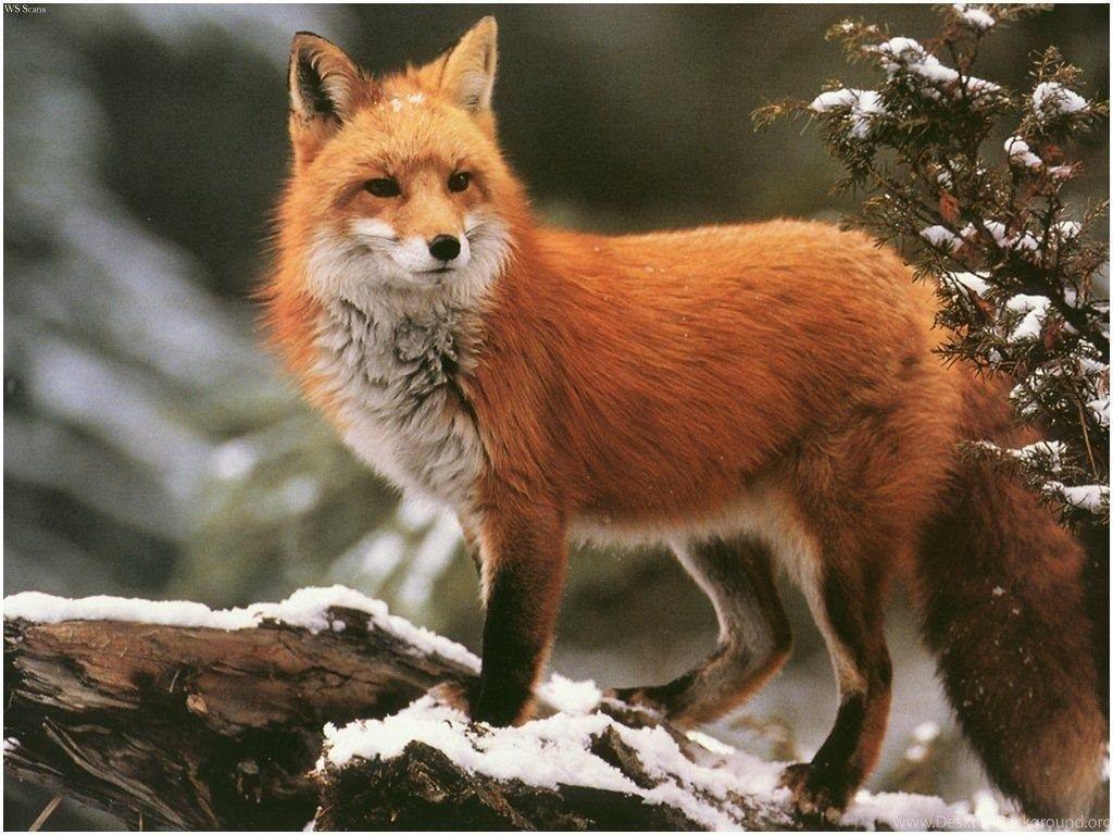 1024x768 Desktop cute red fox Desktop Background