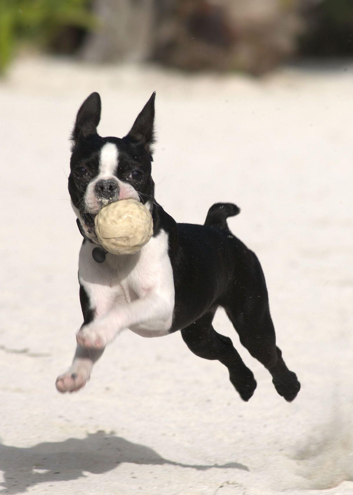 1200x1680 Boston Terrier Dog