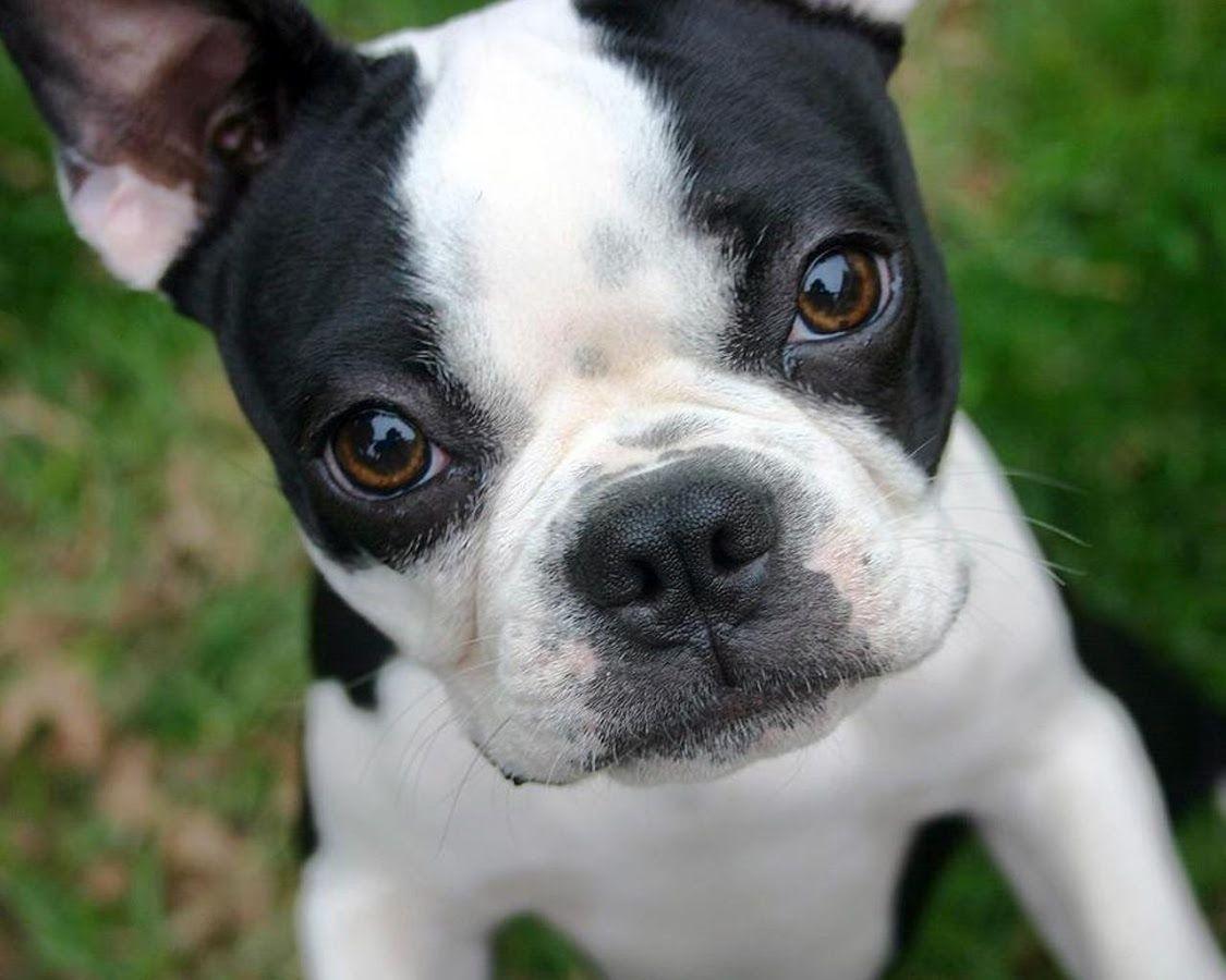 Boston Terrier Desktop Wallpapers - Top Free Boston Terrier Desktop ...