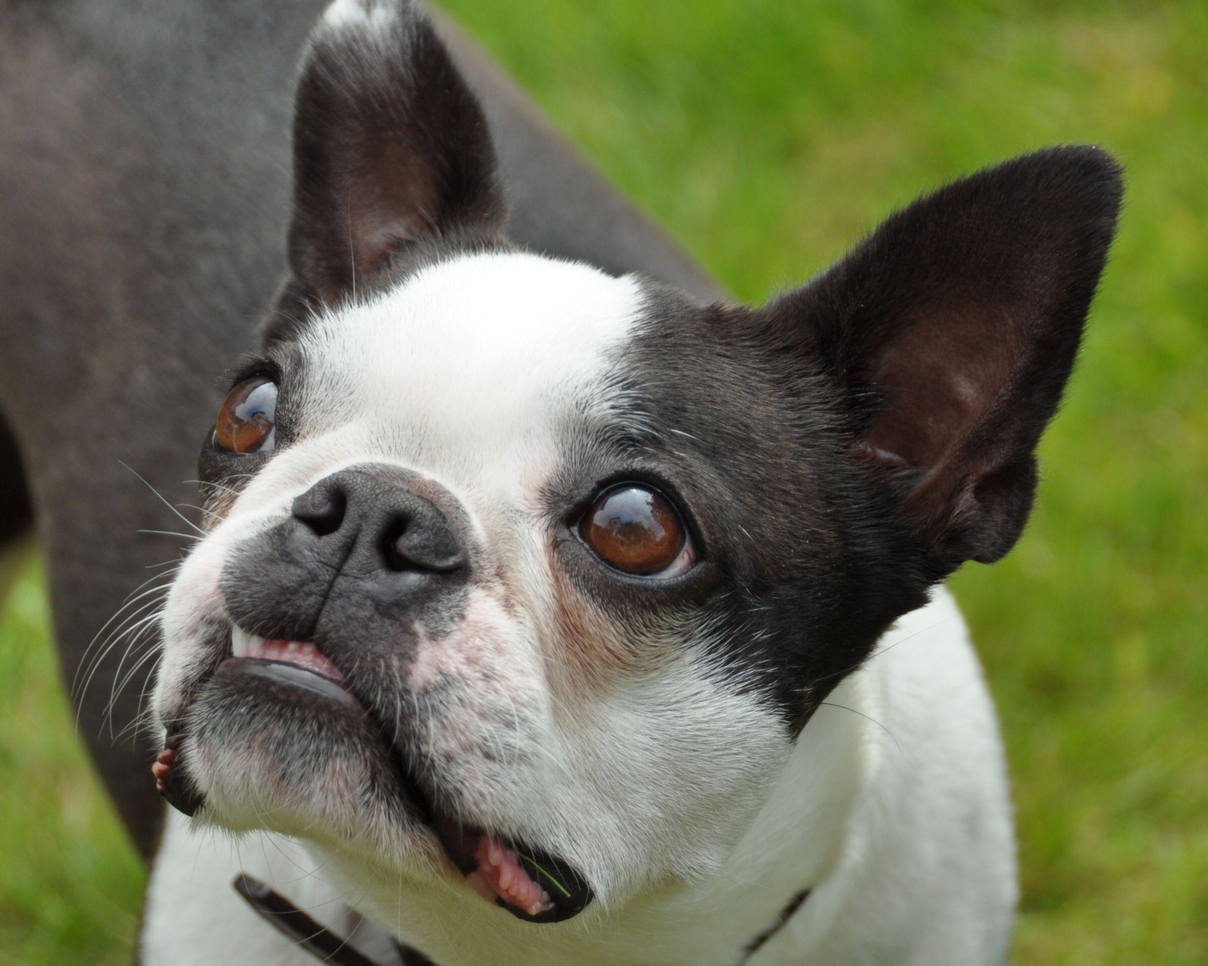 2400x1920 boston terriers