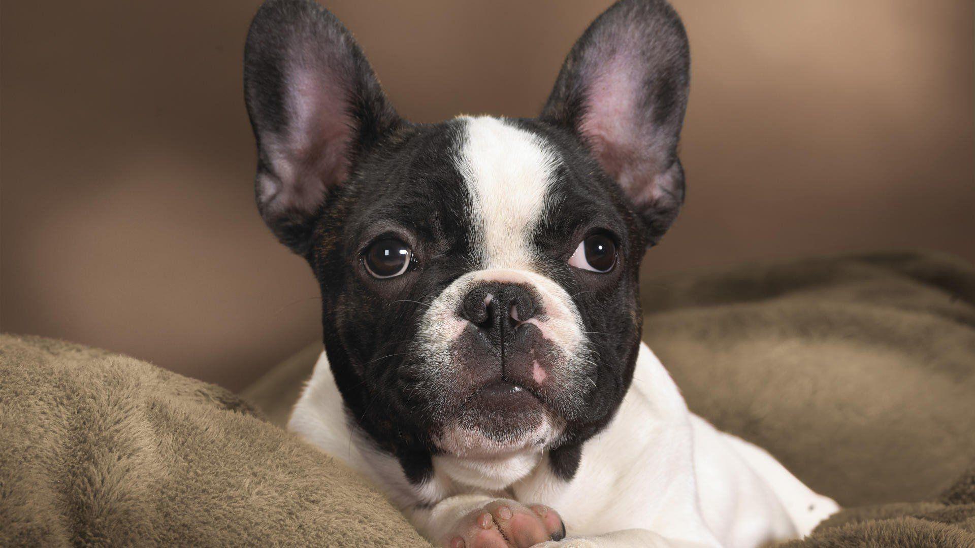1920x1080 boston, Terrier Wallpaper HD / Desktop and Mobile Background