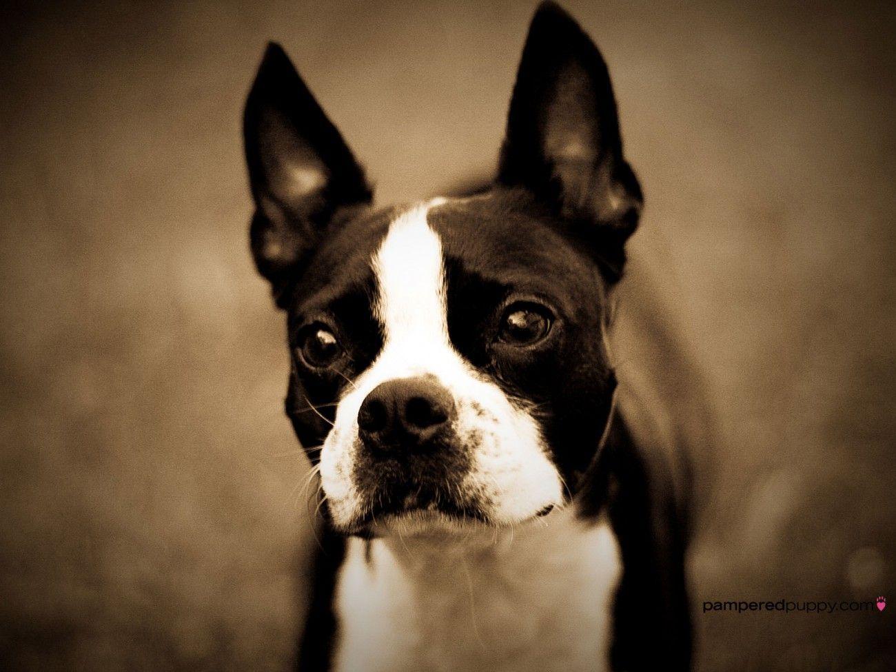 Boston Terrier Desktop Wallpapers - Top Free Boston Terrier Desktop