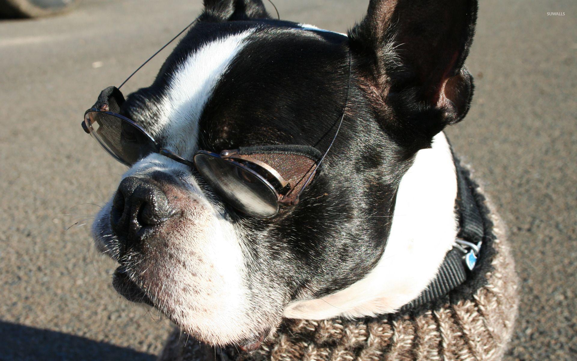 1920x1200 Boston Terrier with glasses wallpaper wallpaper