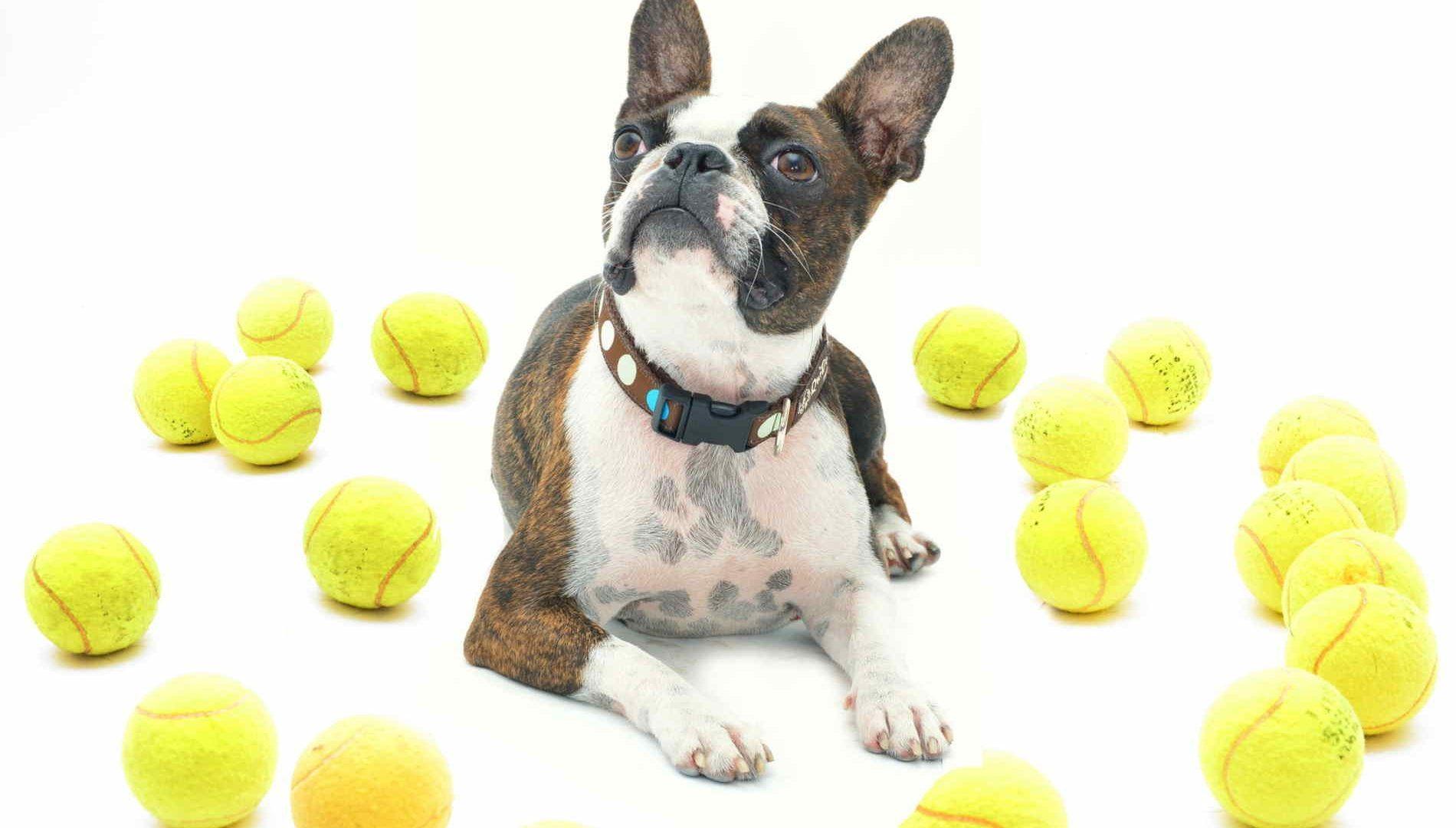 1900x1080 Boston Terrier Desktop Wallpaper