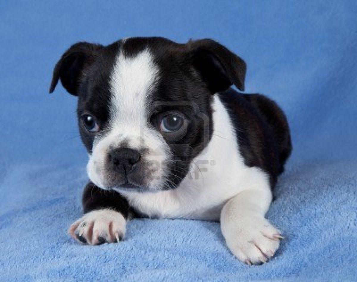 1200x951 Free download Boston Terrier Puppies HD wallpaper background [1200x951] for your Desktop, Mobile & Tablet. Explore Boston Terrier Wallpaper. Boston Wallpaper Desktop, Boston Terrier Wallpaper Border, Boston Terrier Wallpaper HD