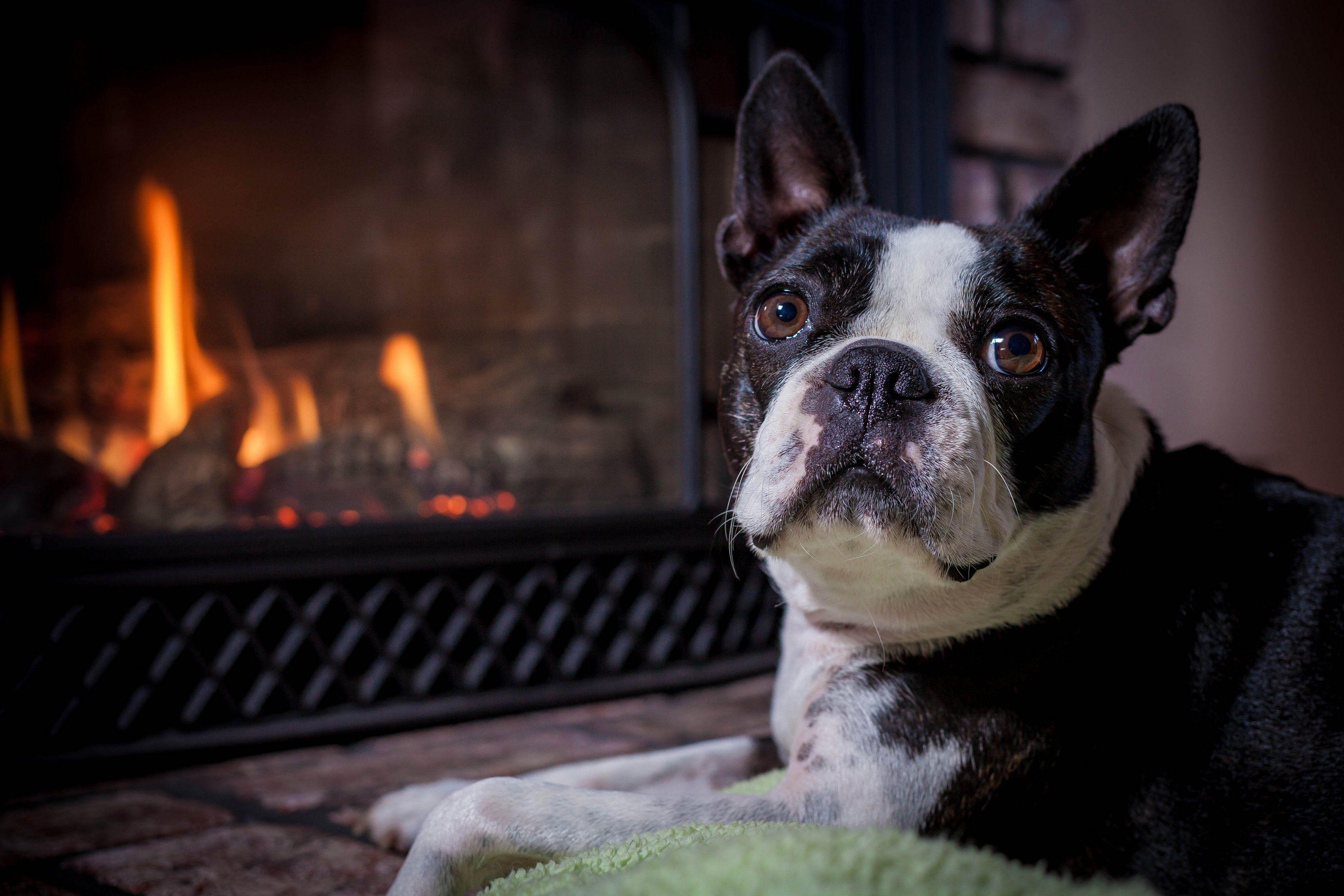 3600x2400 boston, Terrier, Dog, Muzzle, Eyes, Fireplace Wallpaper HD / Desktop and Mobile Background