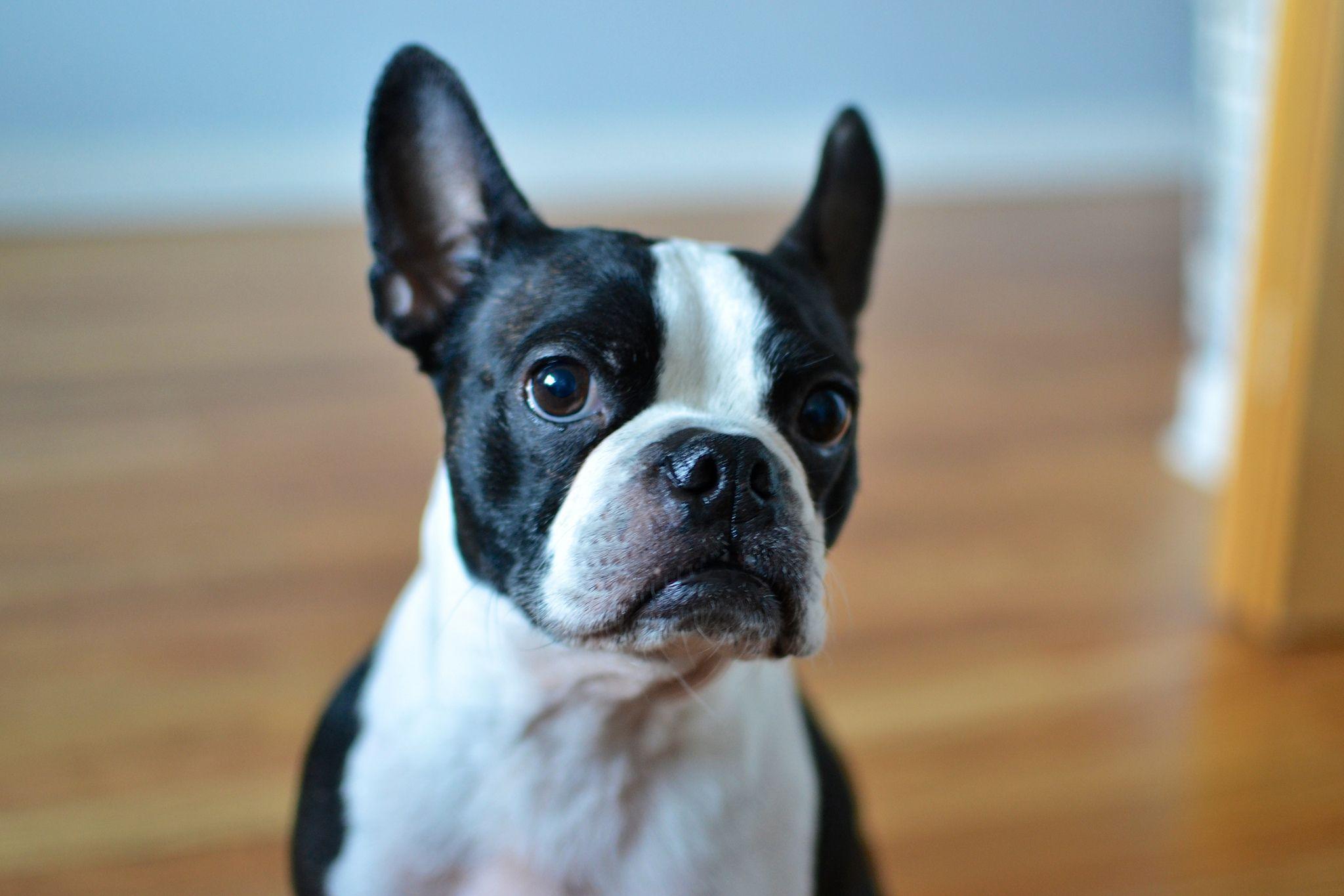 Boston Terrier Desktop Wallpapers - Top Free Boston Terrier Desktop ...