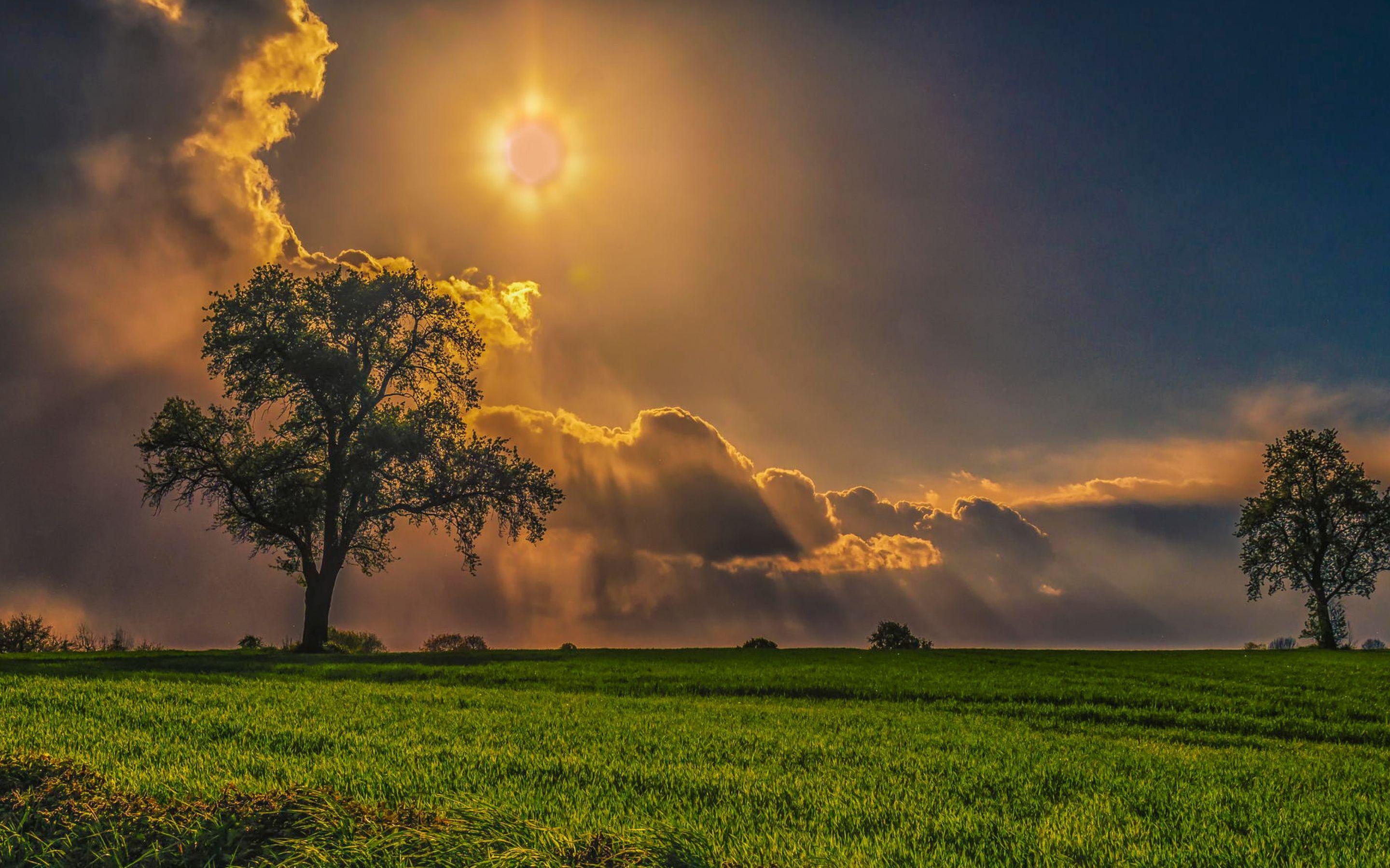 2880x1800 Field Trees Grass Sky Macbook Pro Retina HD 4k Wallpaper, Image, Background, Photo and Picture
