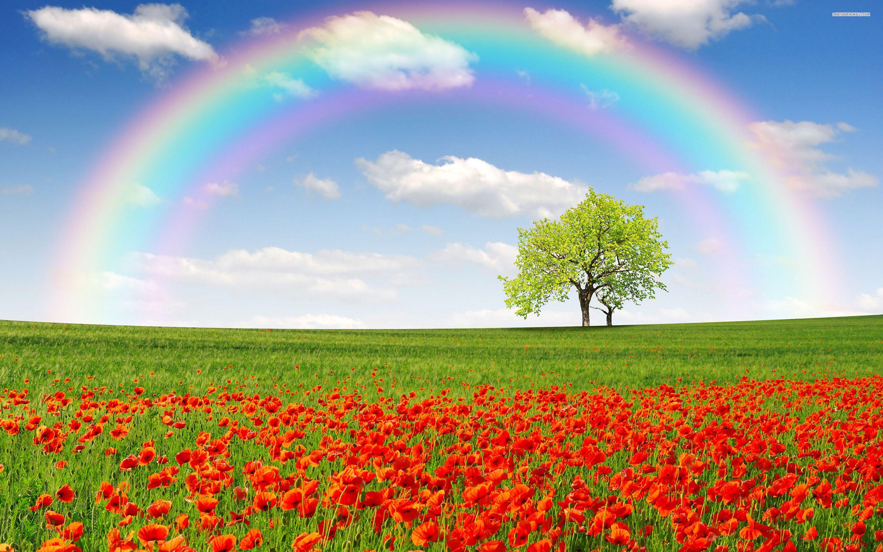 2880x1800 Poppy Field Trees Rainbow Sky Wallpaper And Stock Wallpaper & Background Download