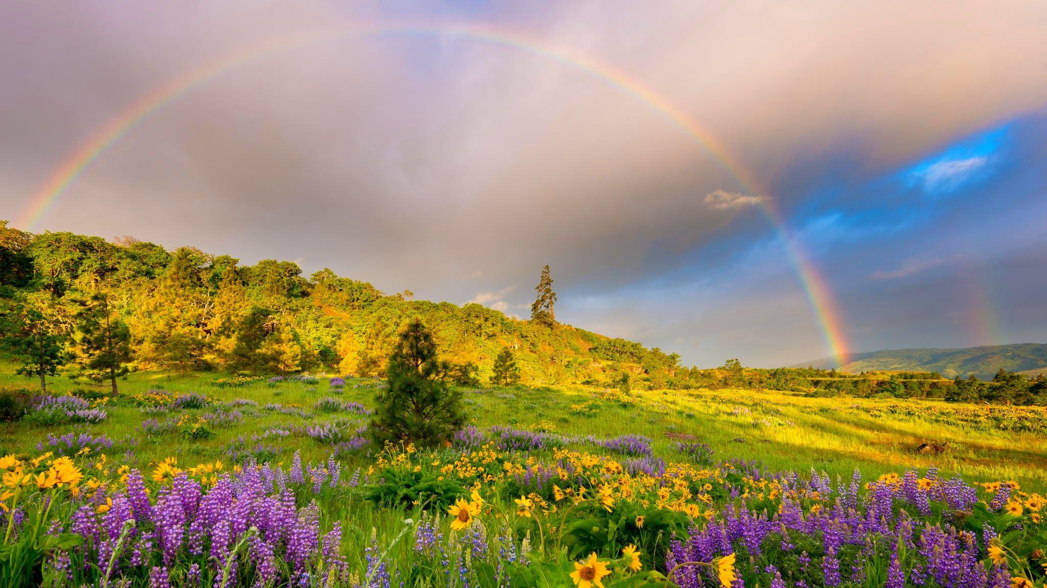 2048x1152 grass, meadows, flowers, clouds, springtime, rainbow, hills, beautiful, trees, field, sky wallpaper